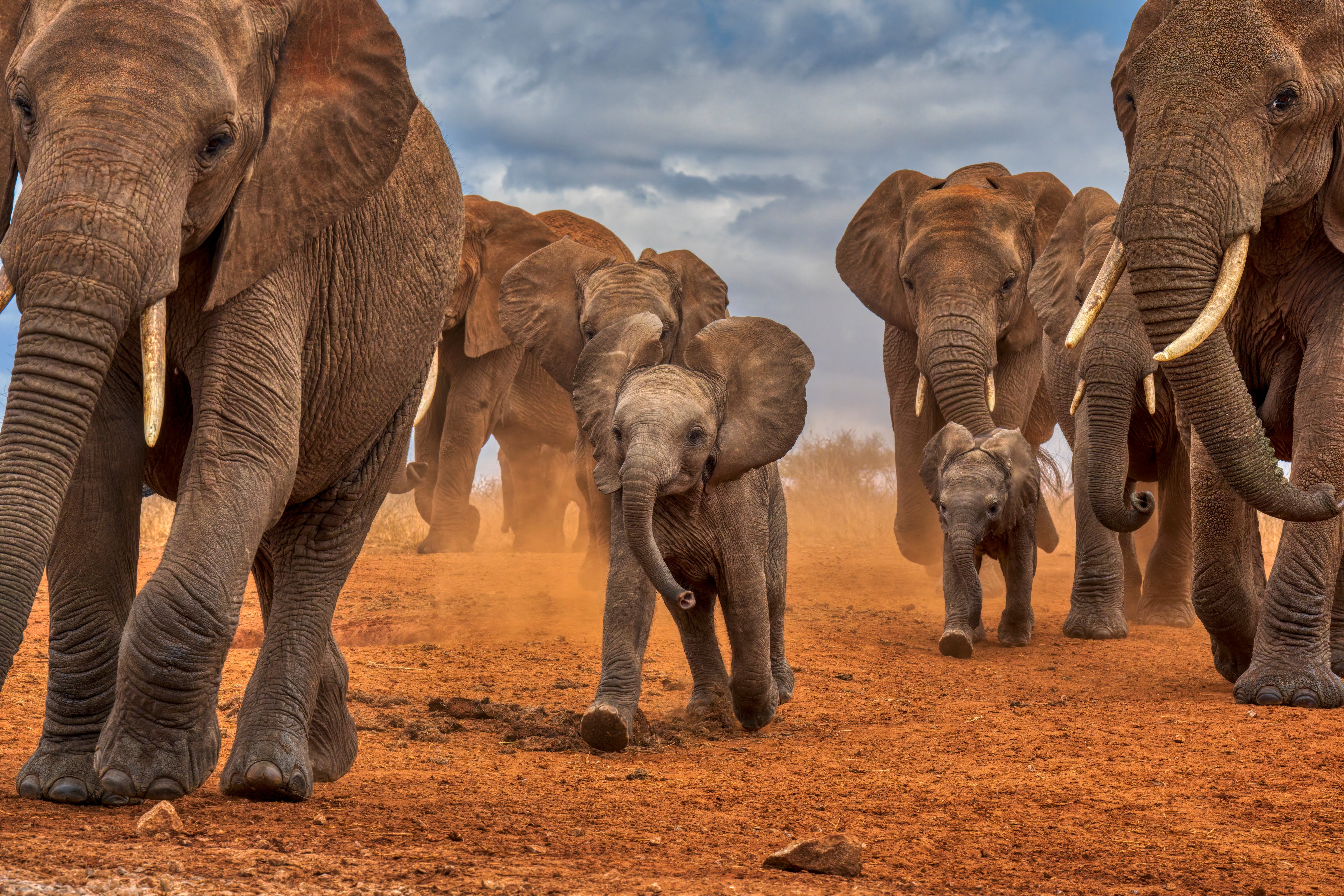 Afrikaanse savanneolifanten in Kenia