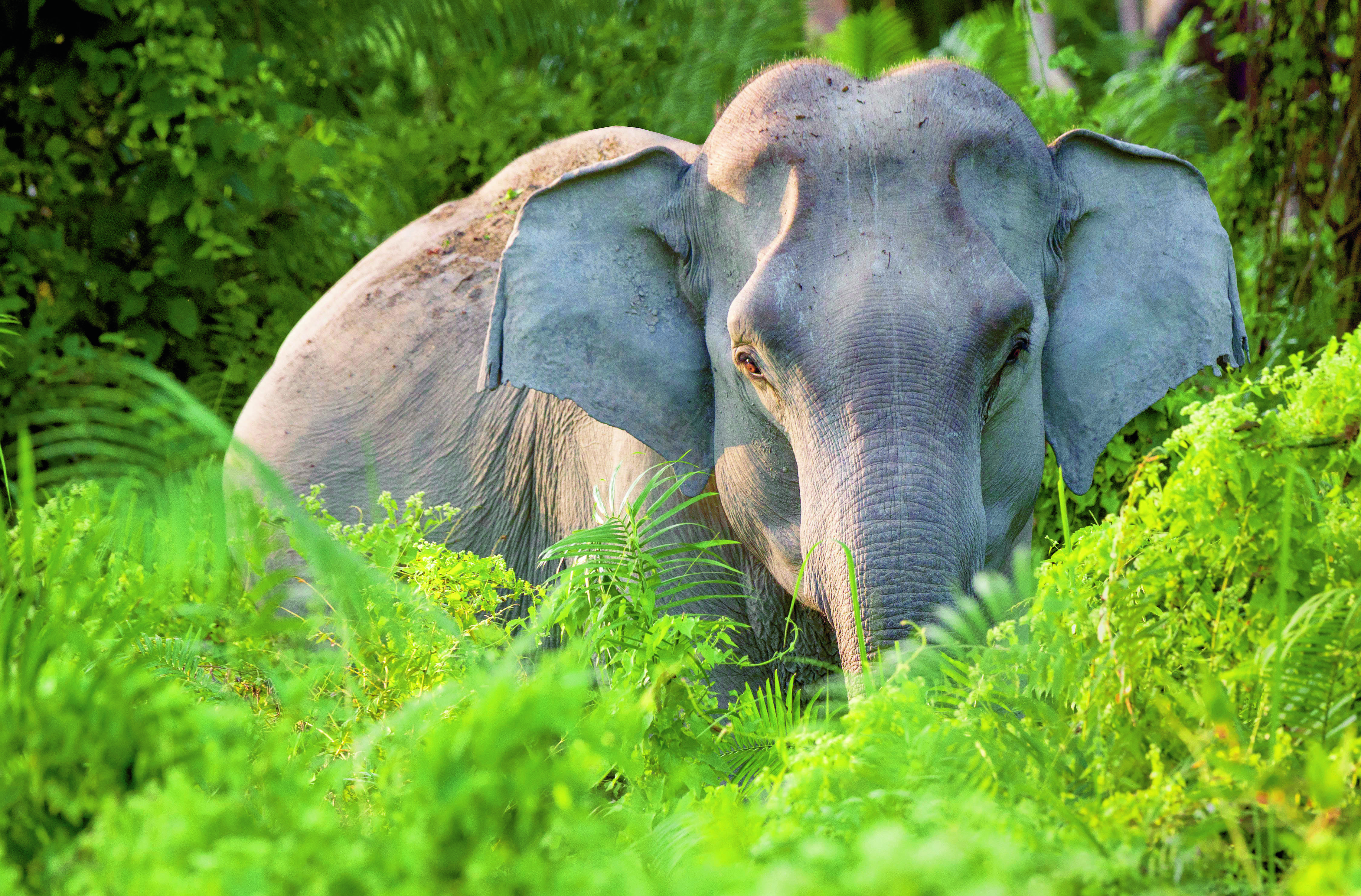 Aziatische olifant staat verschuilt achter blad