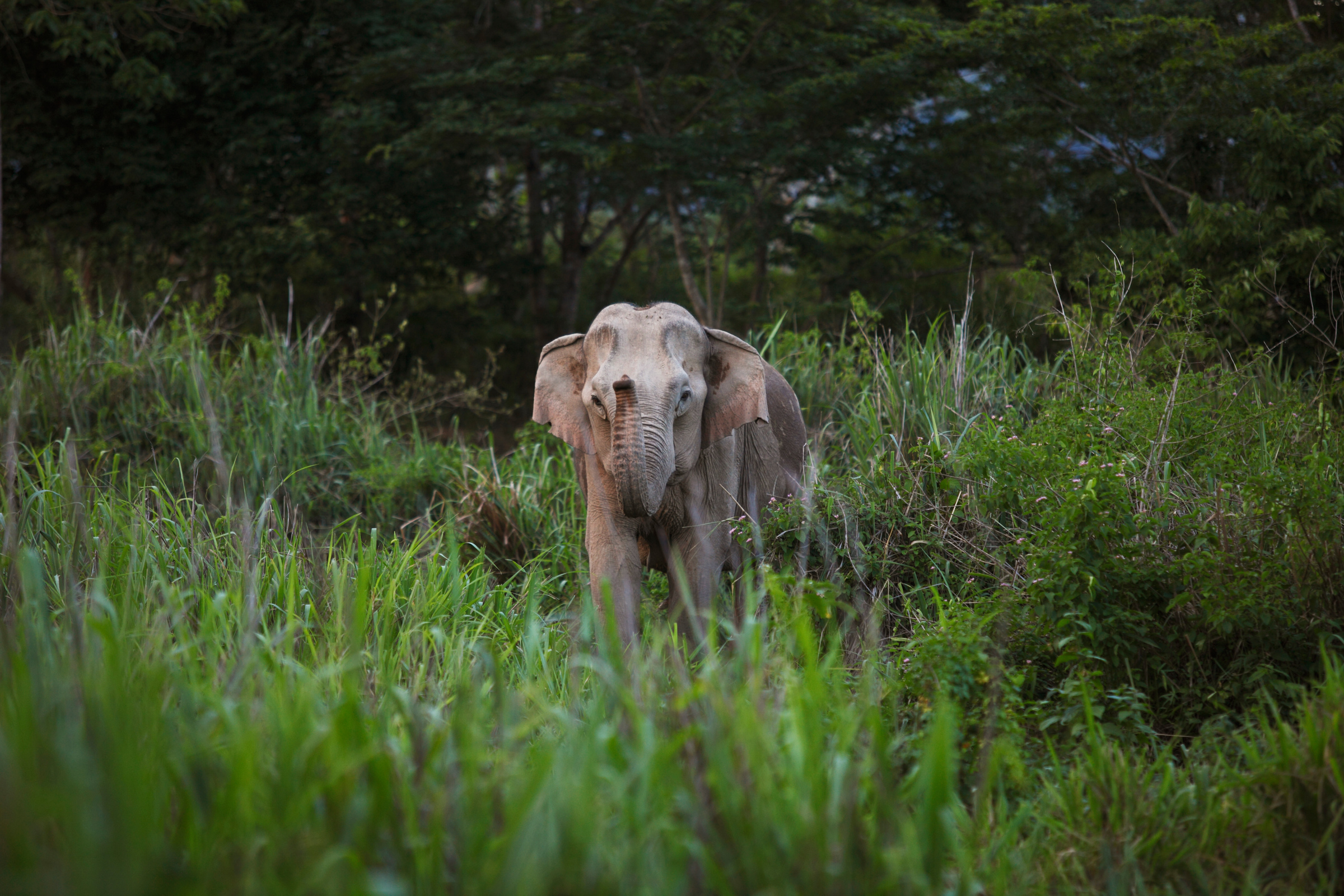 Aziatische olifant staat in het gras