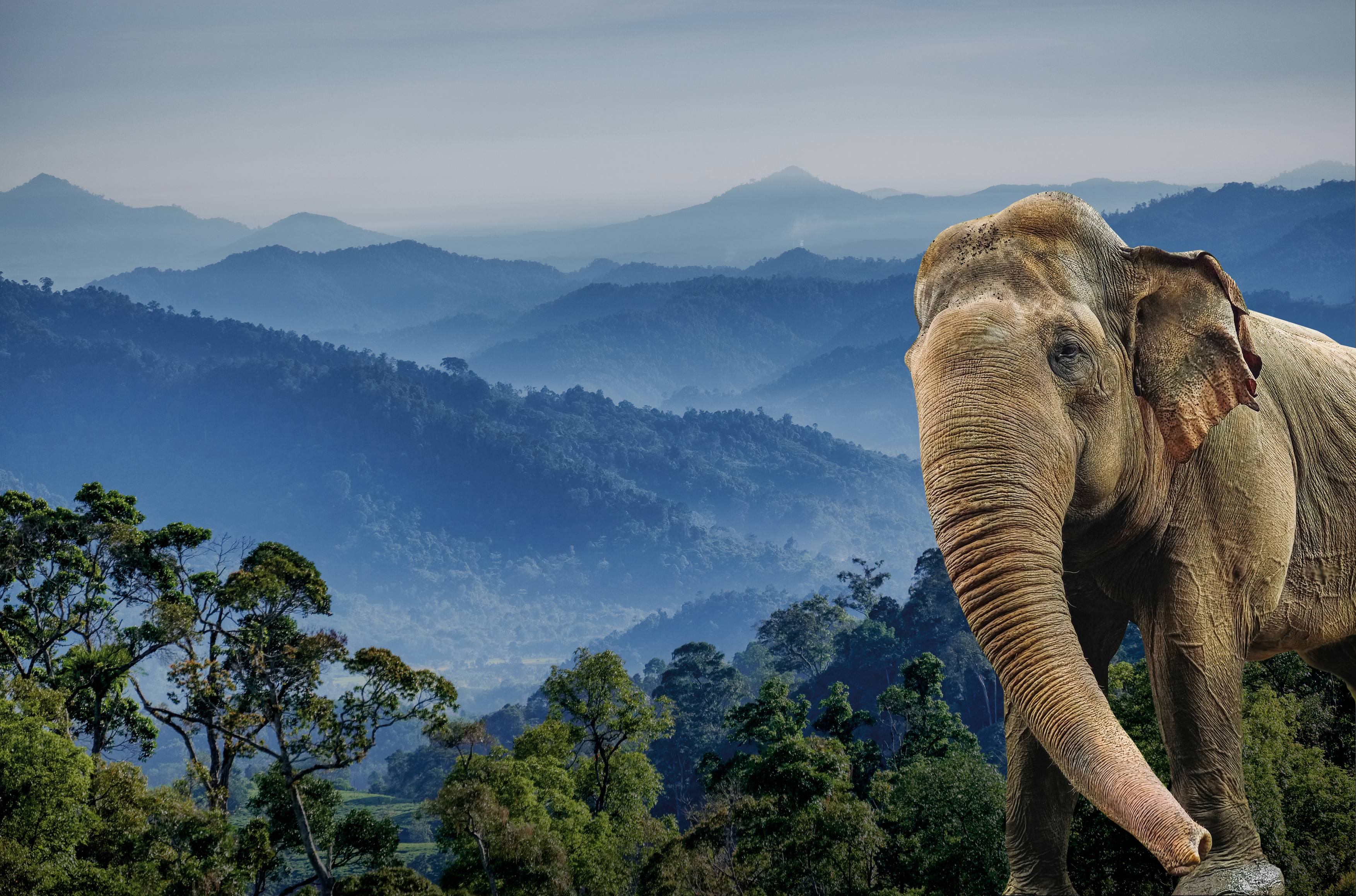Sumatraanse olifant op Sumatraanse achtergrond
