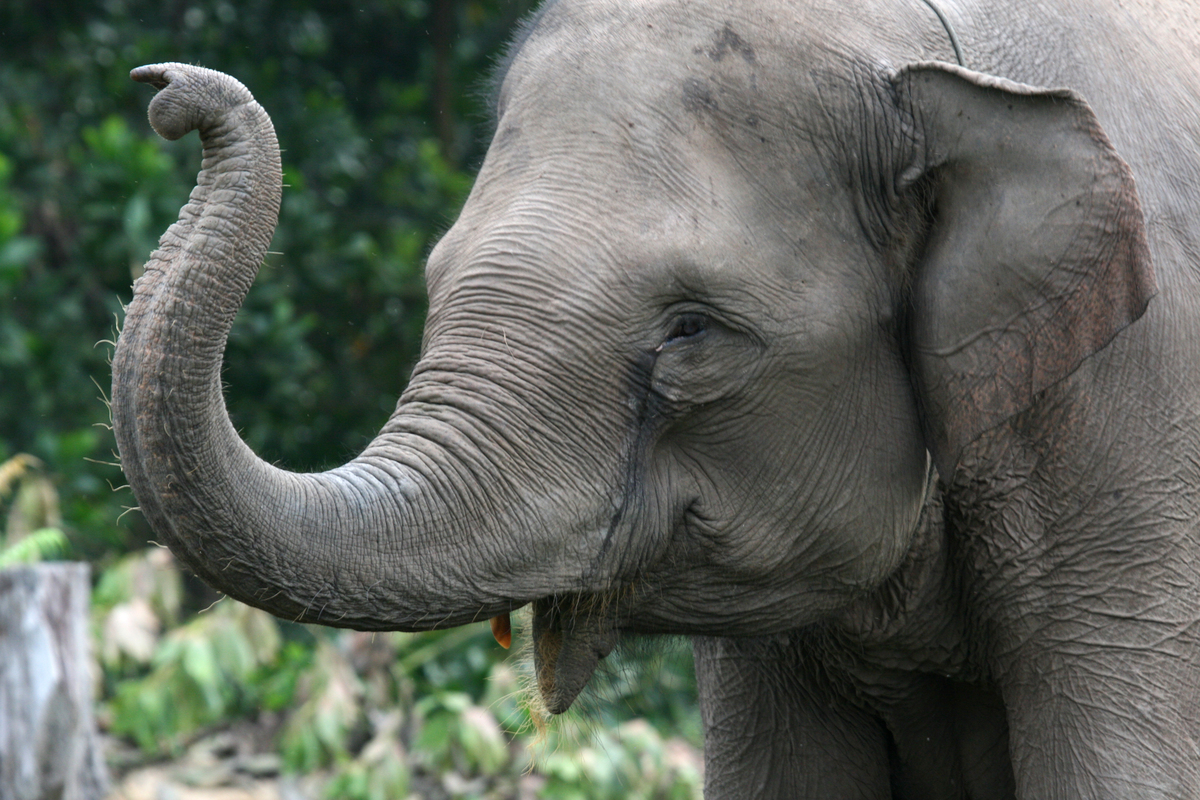 Sumatraanse olifant