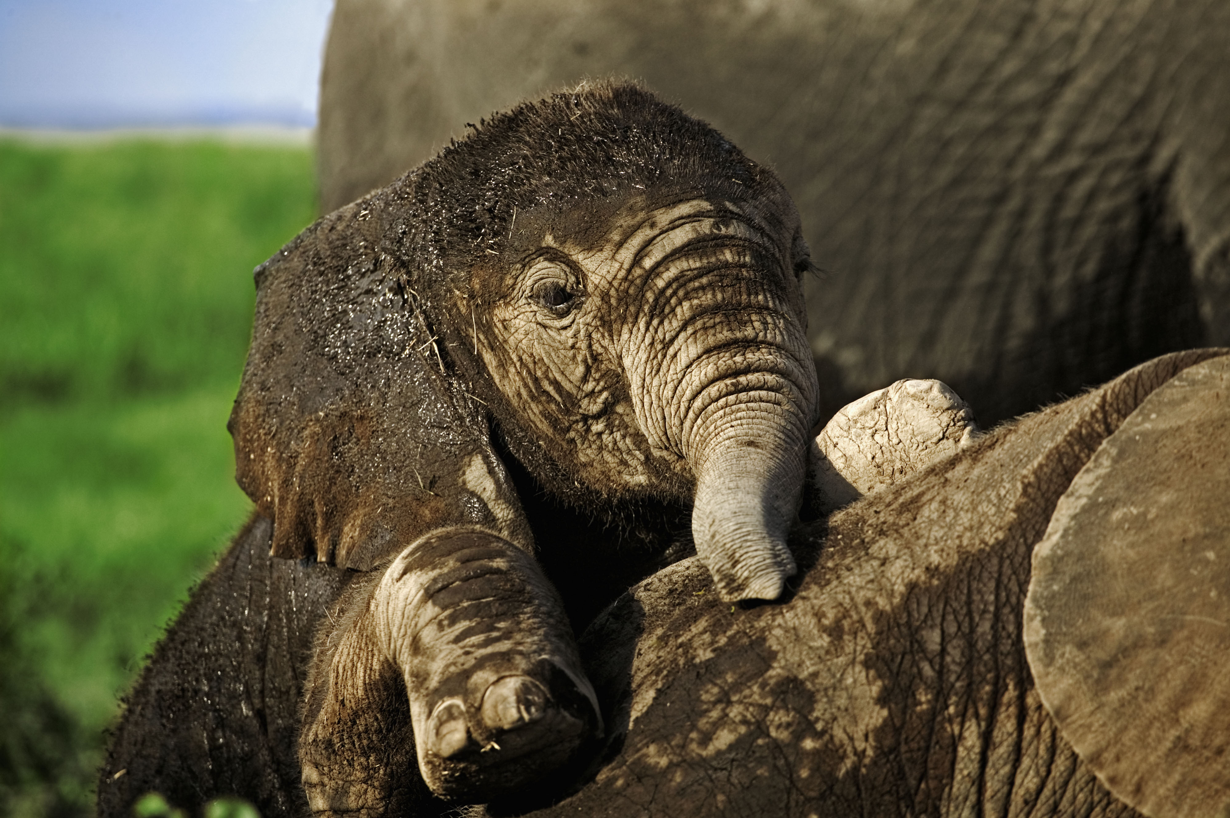 Слон на заставку телефона. Слоненок. Милые слоны. Маленький Слоник. Экзотические животные Африки.