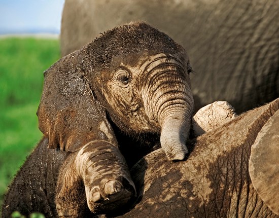 Afrikaanse baby-olifant probeert te kruipen op de rug van een slapende olifant