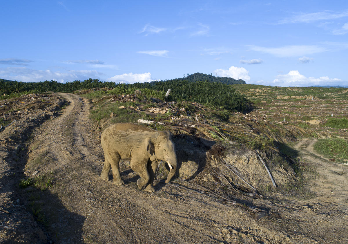 Borneose olifant loopt over velden waar bos gekapt is voor plantages