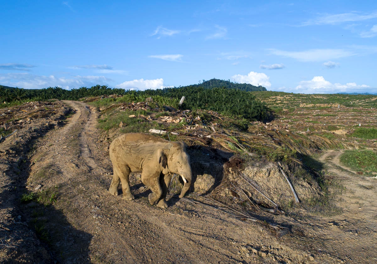 Borneose olifant gekapt bos WW2148338.jpg
