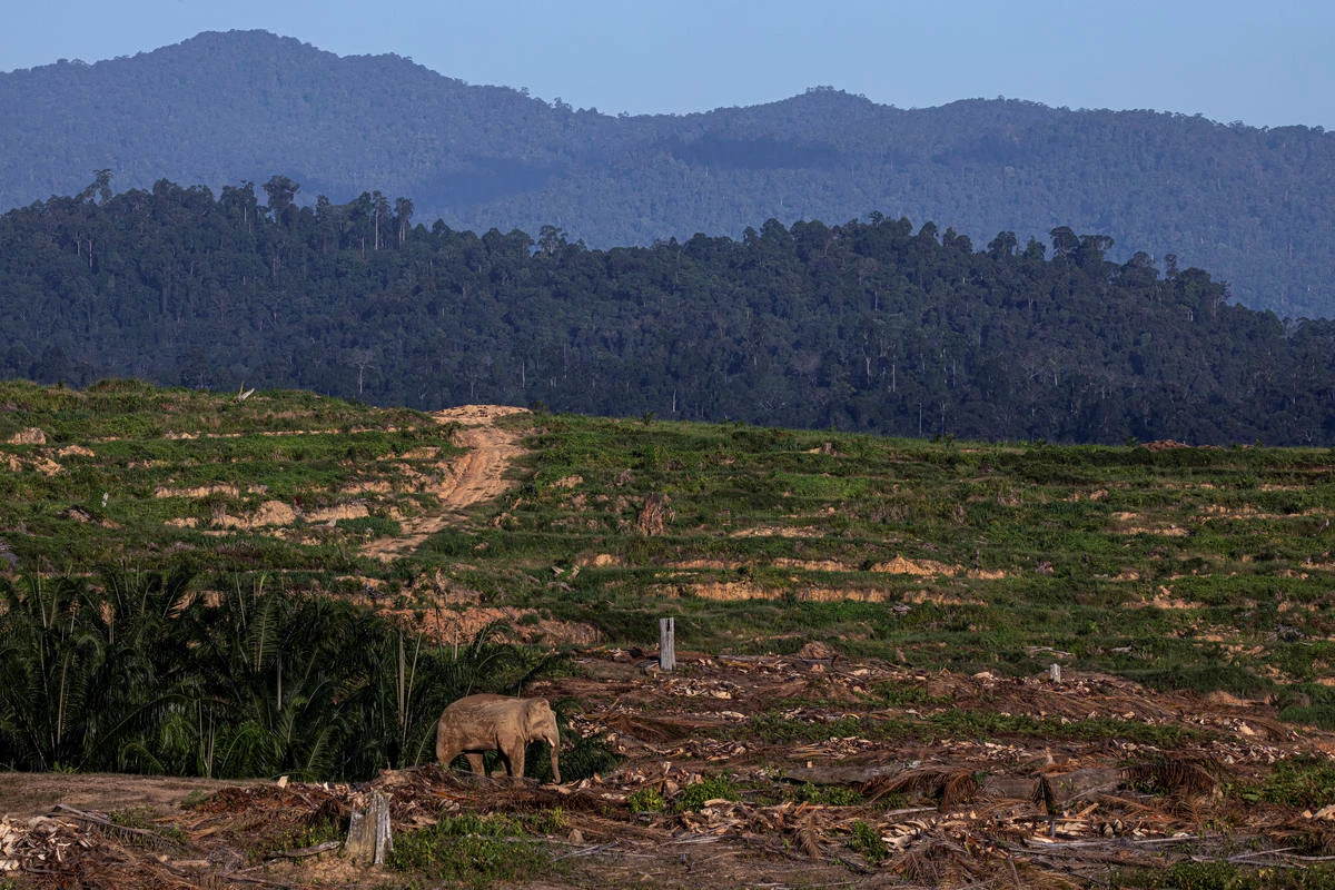 Borneose olifant boskap WW2148348.jpg