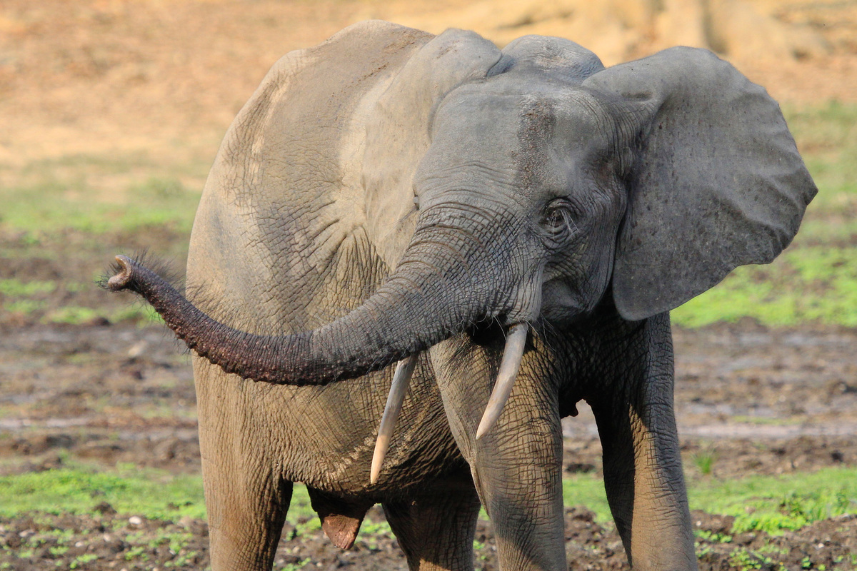 Bosolifant met harige slurf