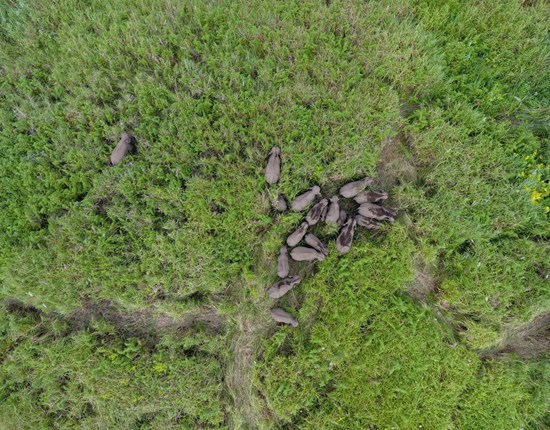 Luchtfoto van een groep wilde Sumatraanse olifanten