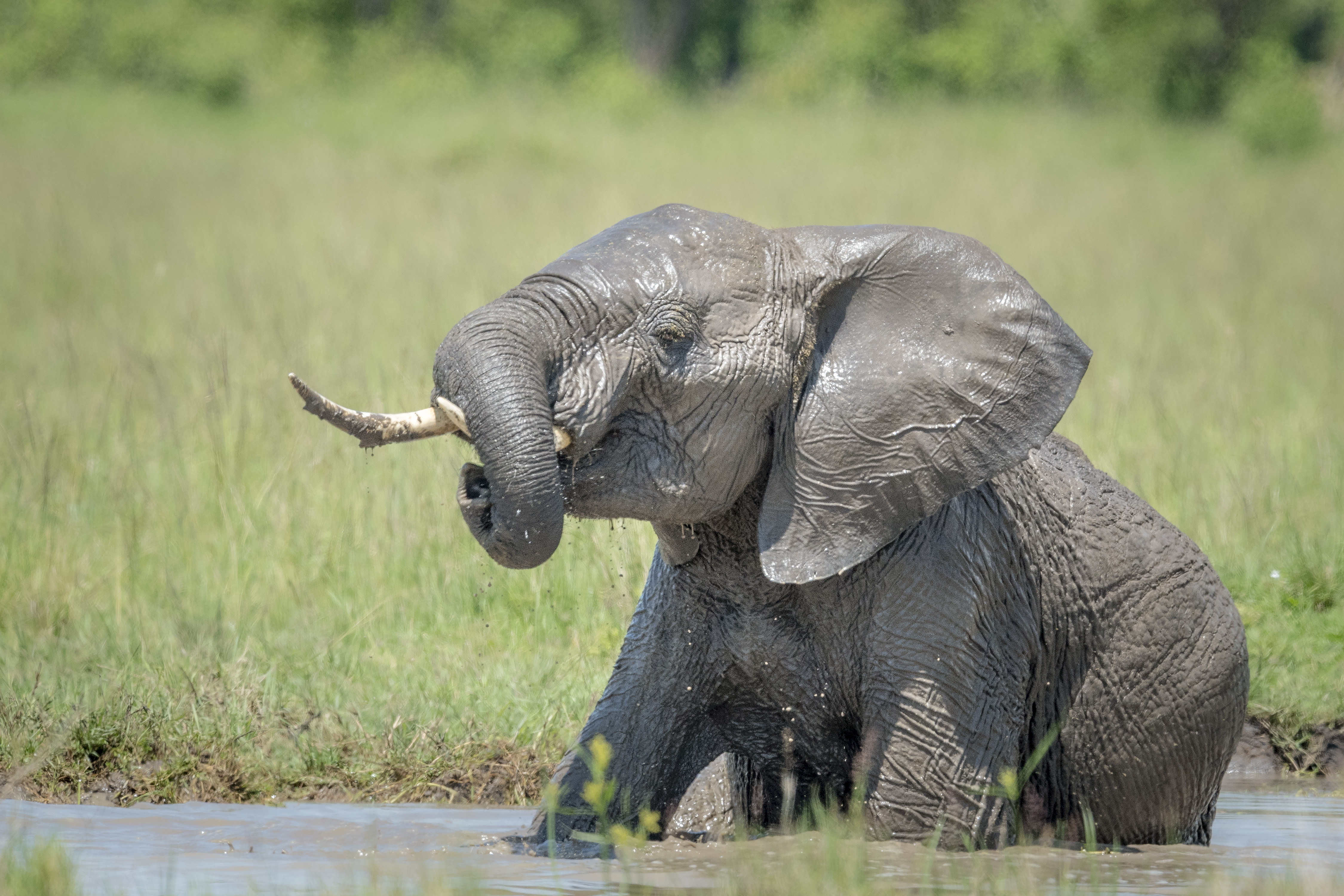 Olifant in het water 