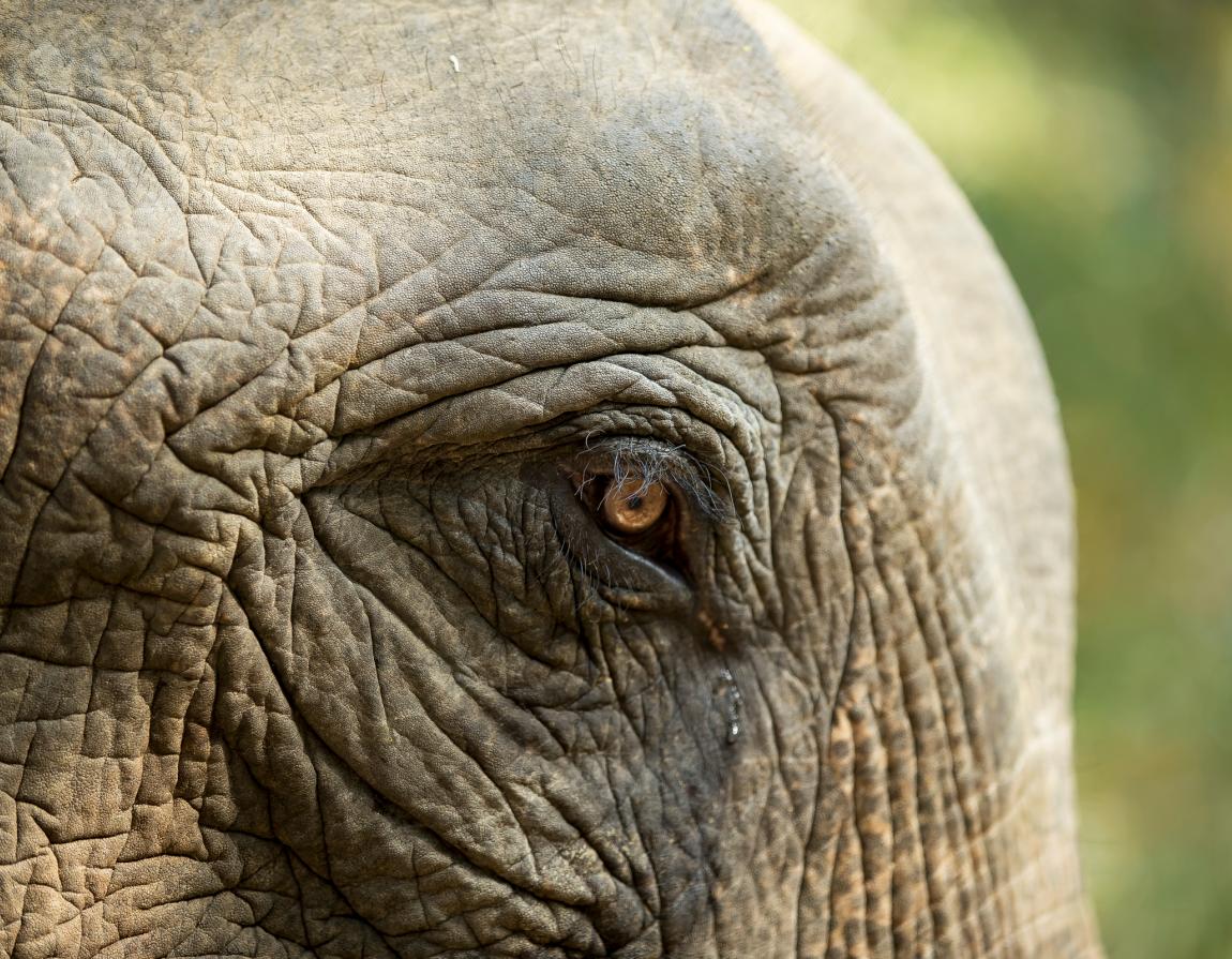 Close-up van het oog van een Aziatische olifant 