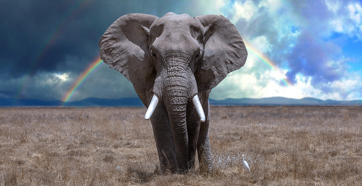 Olifant met regenboog