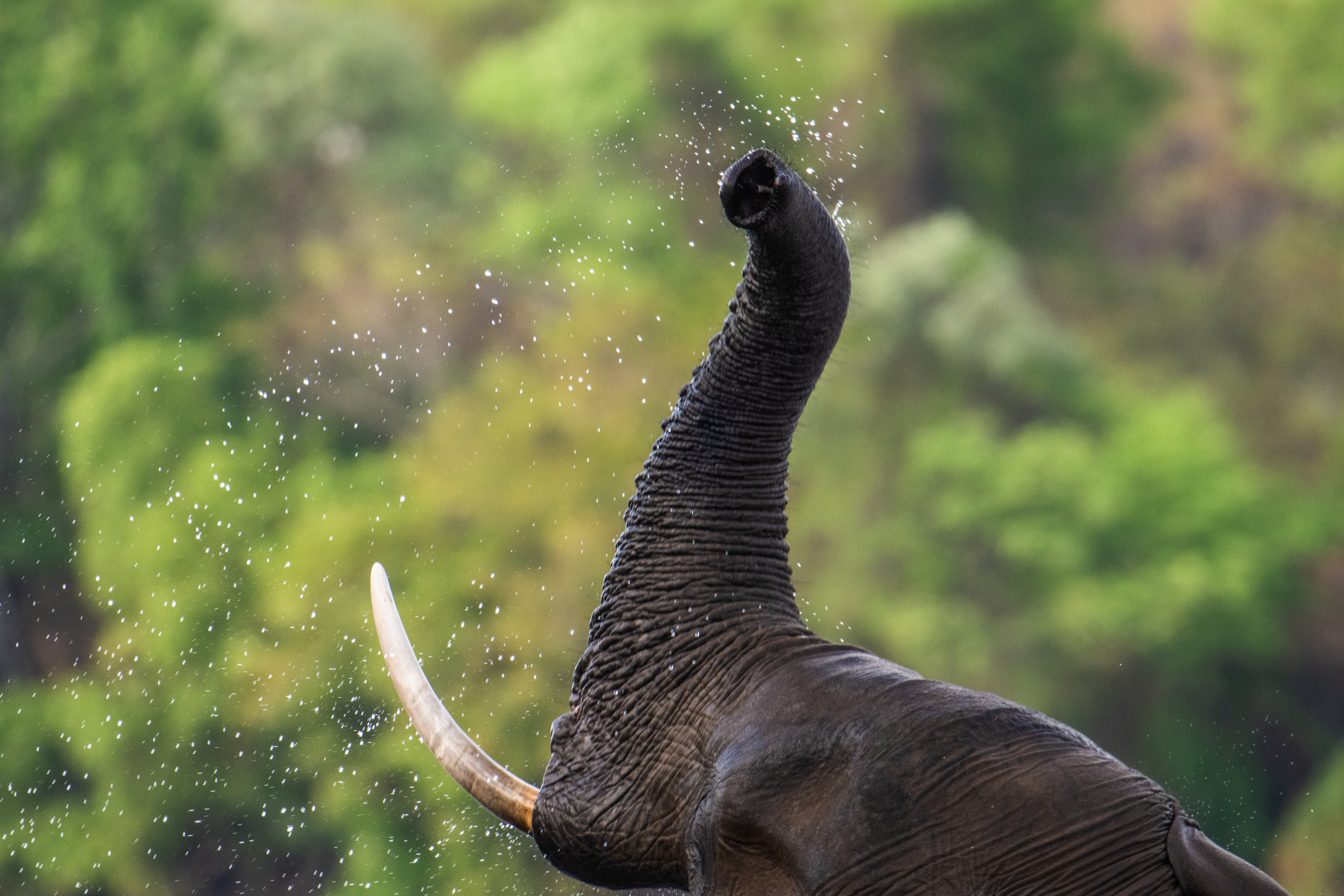 Olifant in de Zambezi-rivier
