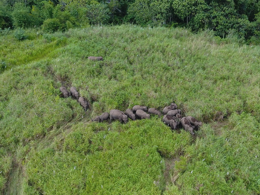 Bovenaanzicht olifanten in hoog gras