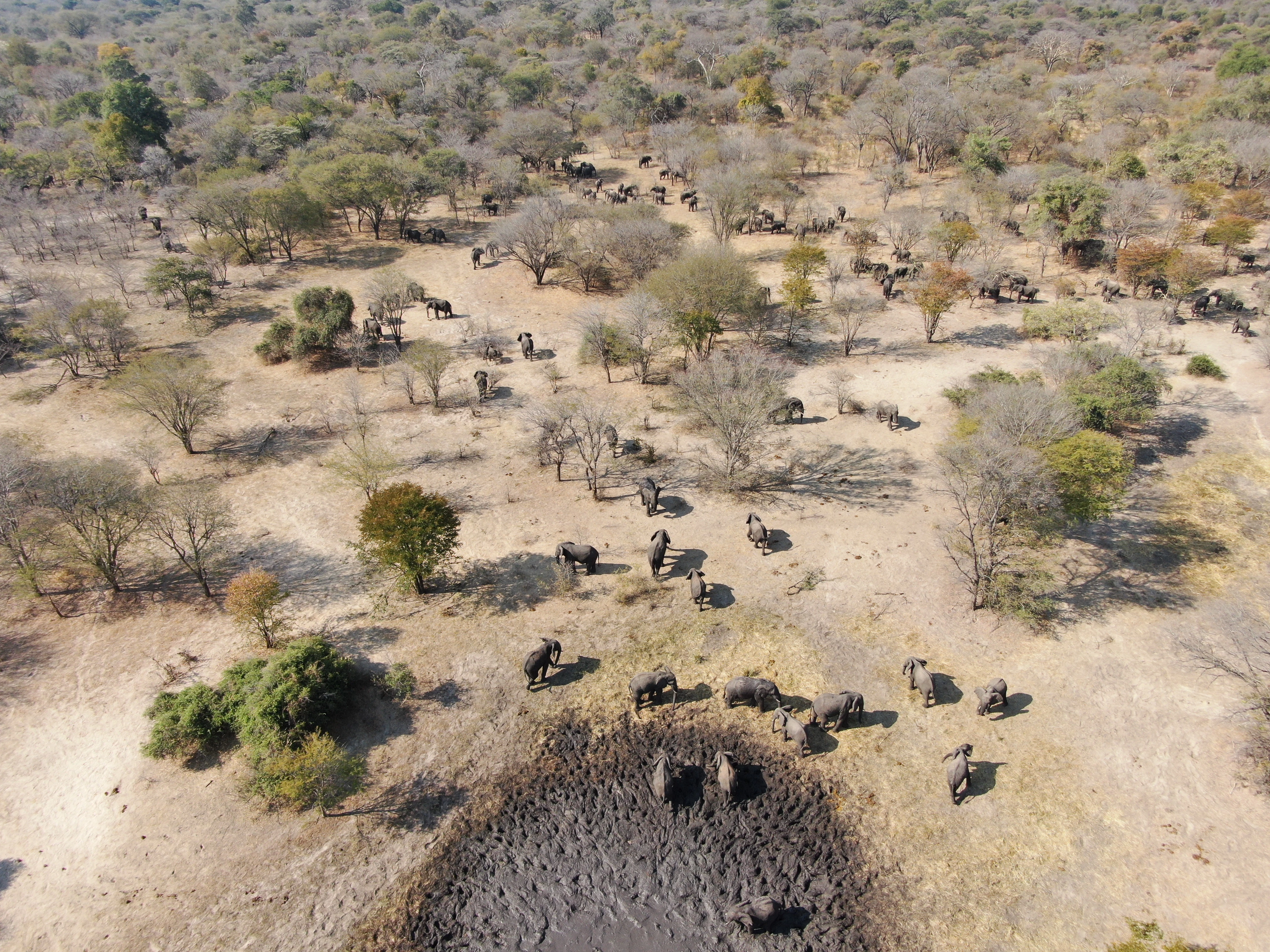 Olifanten in Sioma Ngwezi