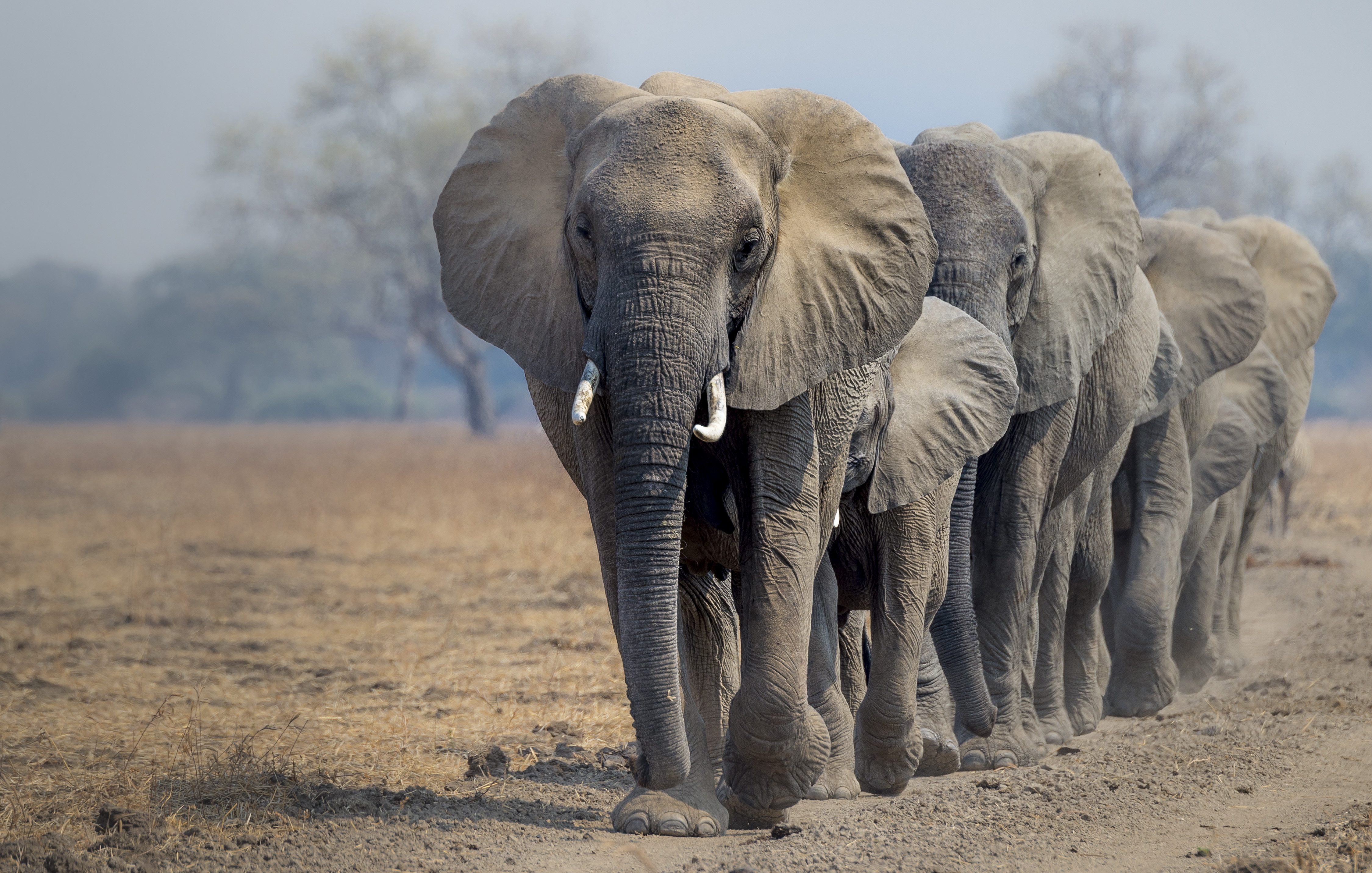 Soorten olifanten | WWF Ontdek help mee te beschermen
