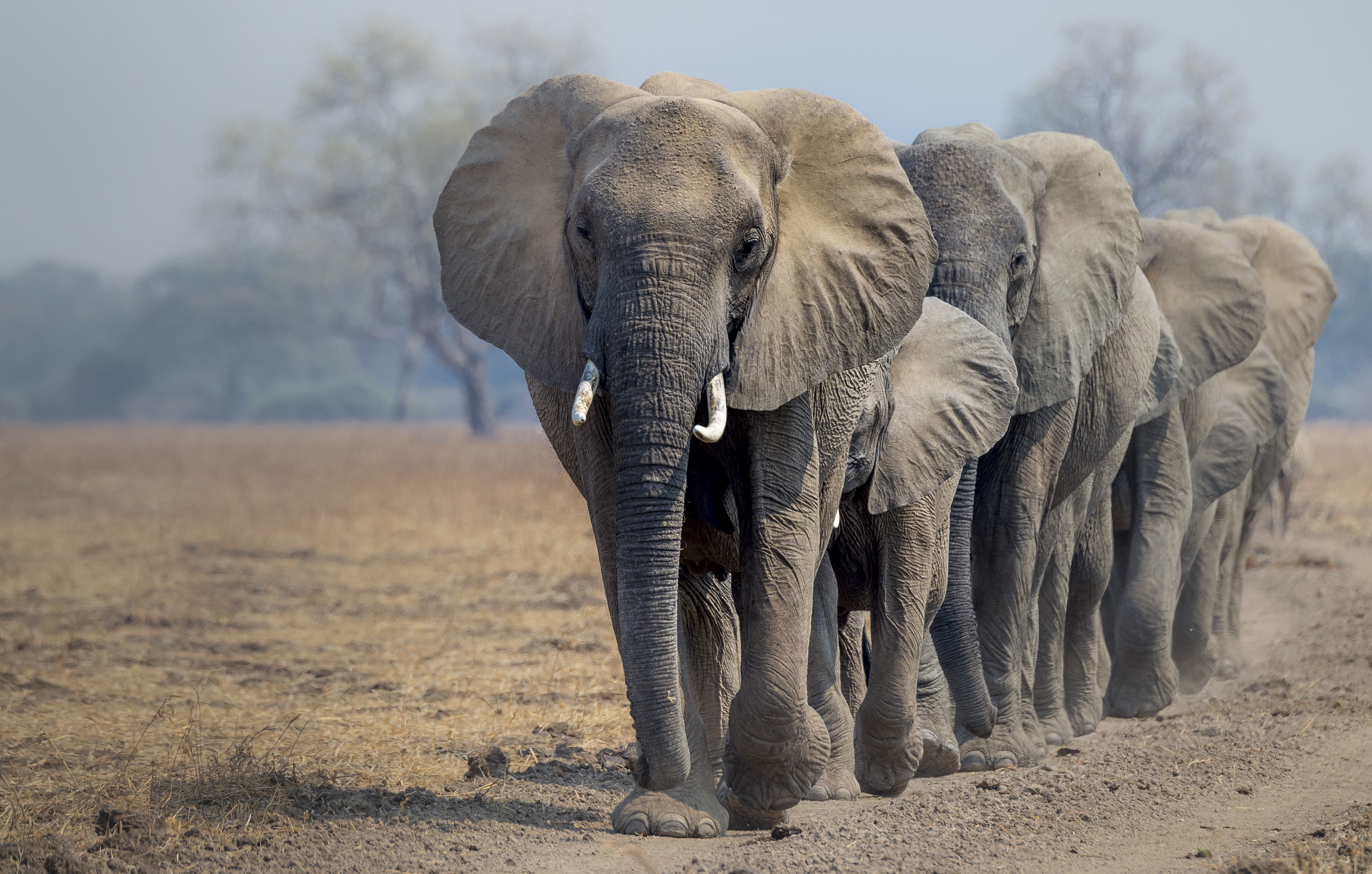 Soorten Olifanten WWF Ontdek En Help Mee Te Beschermen Soorten Olifanten WWF Ontdek En Help Mee Te Beschermen