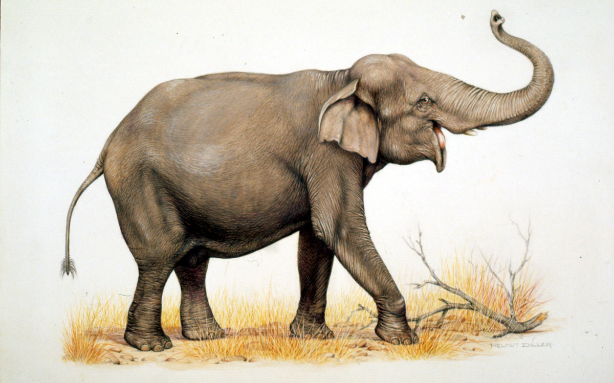 Sri Lankaanse olifant