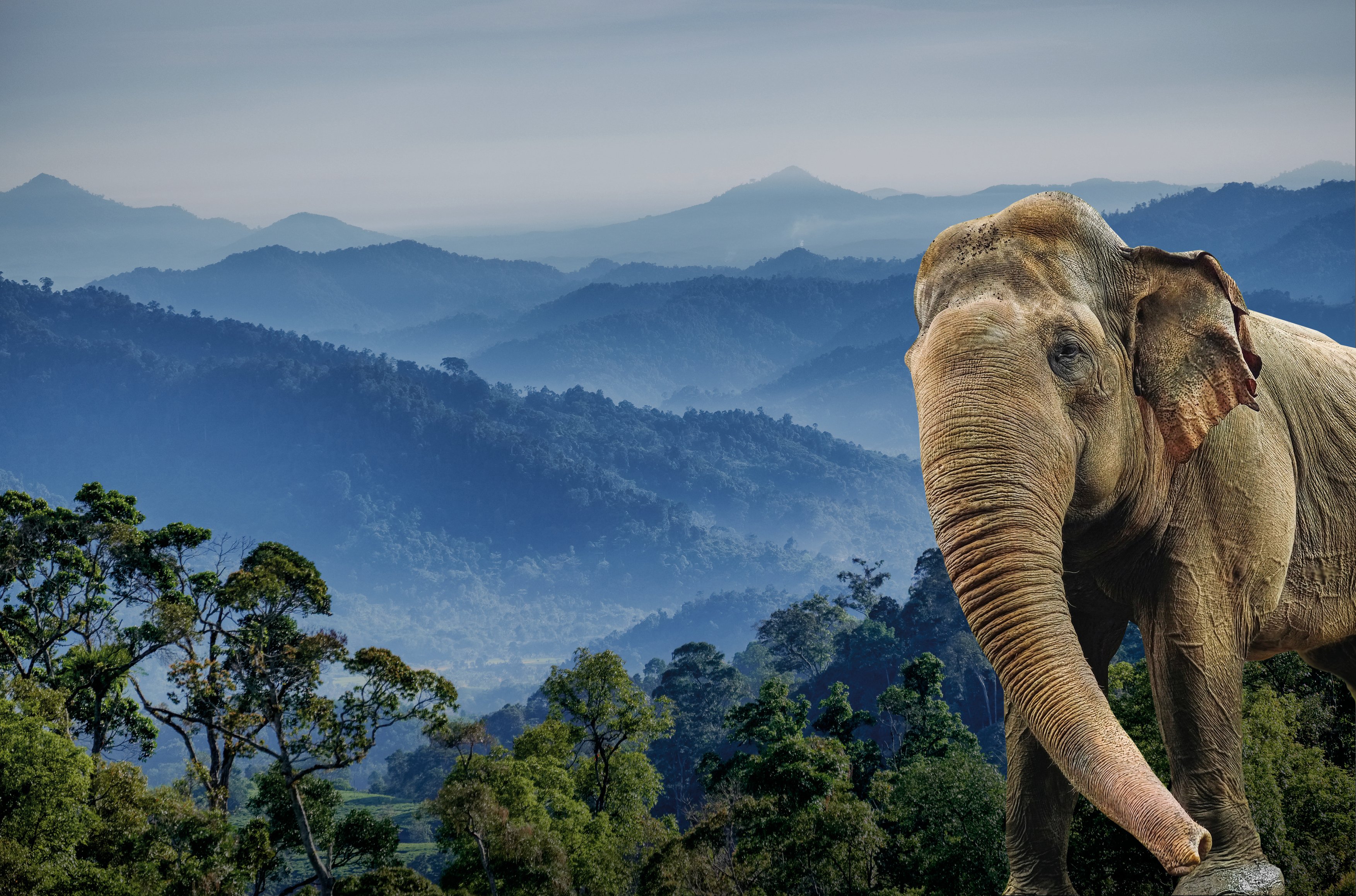 Sumatraanse olifant op Sumatraanse achtergrond