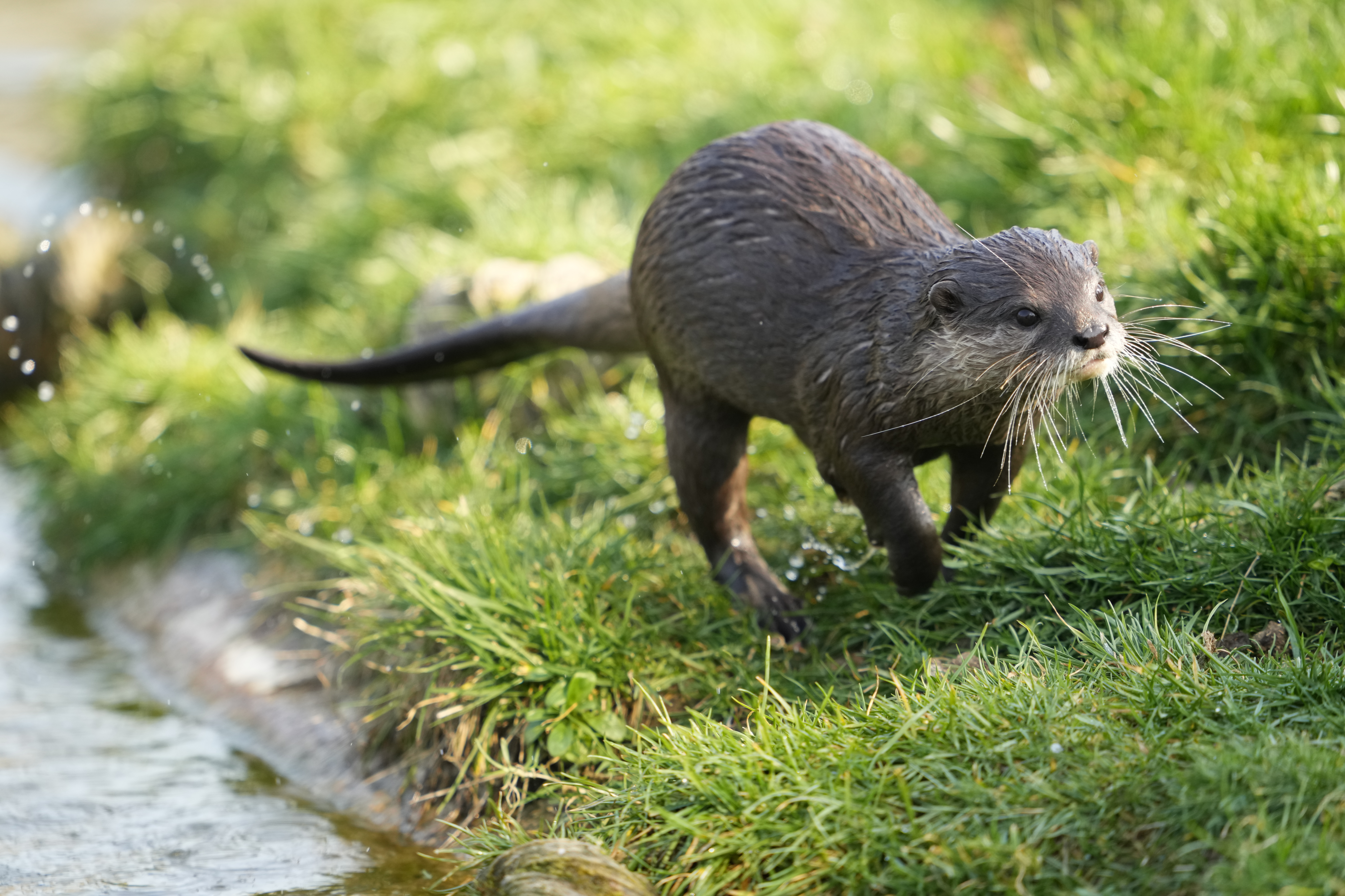 Otter in Nederland rent langs de oever, net uit het water