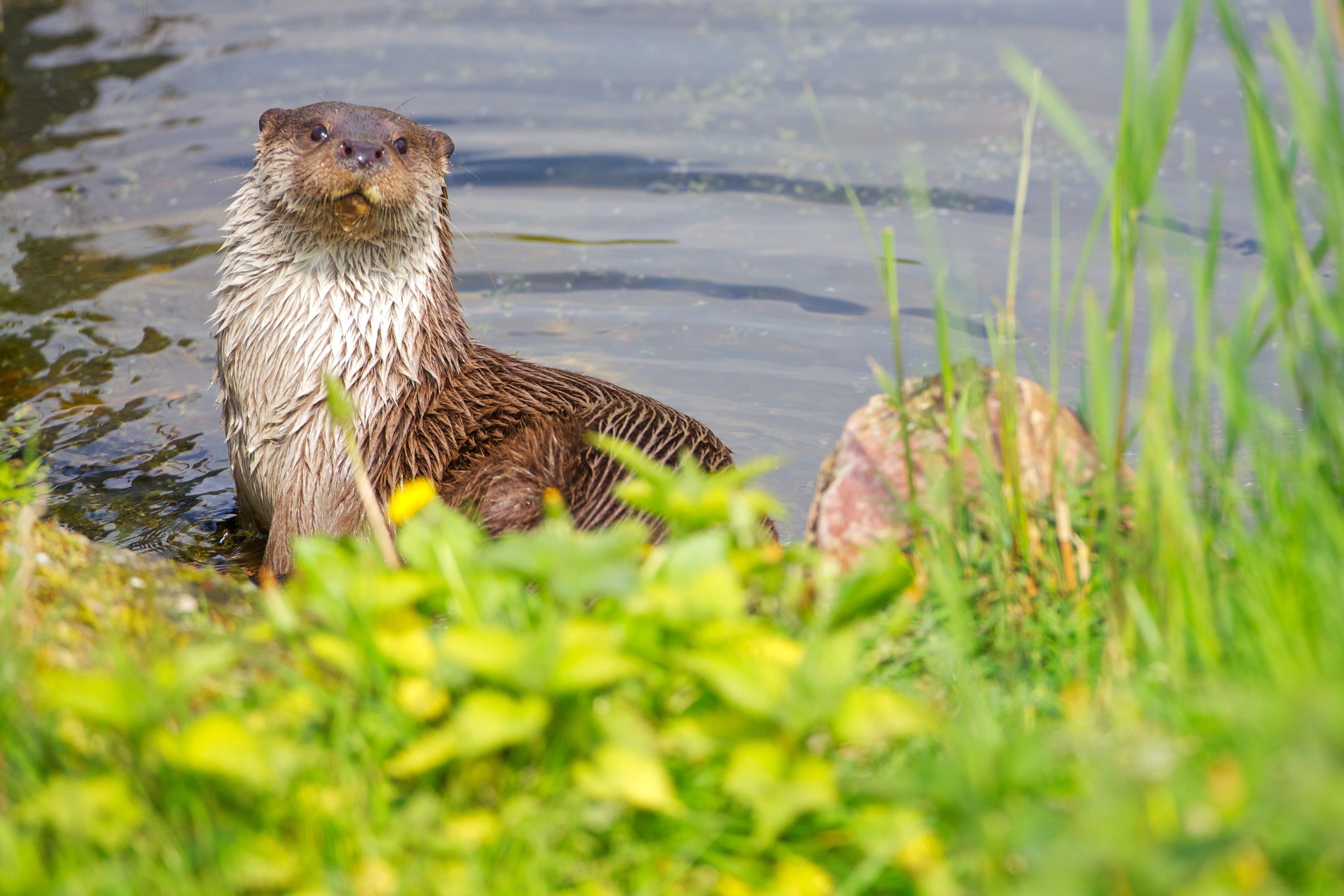 Otter, credit Ark Rewilding Nederland.jpg
