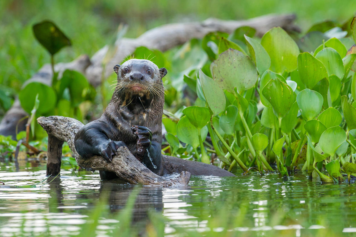 Otter zit in het water
