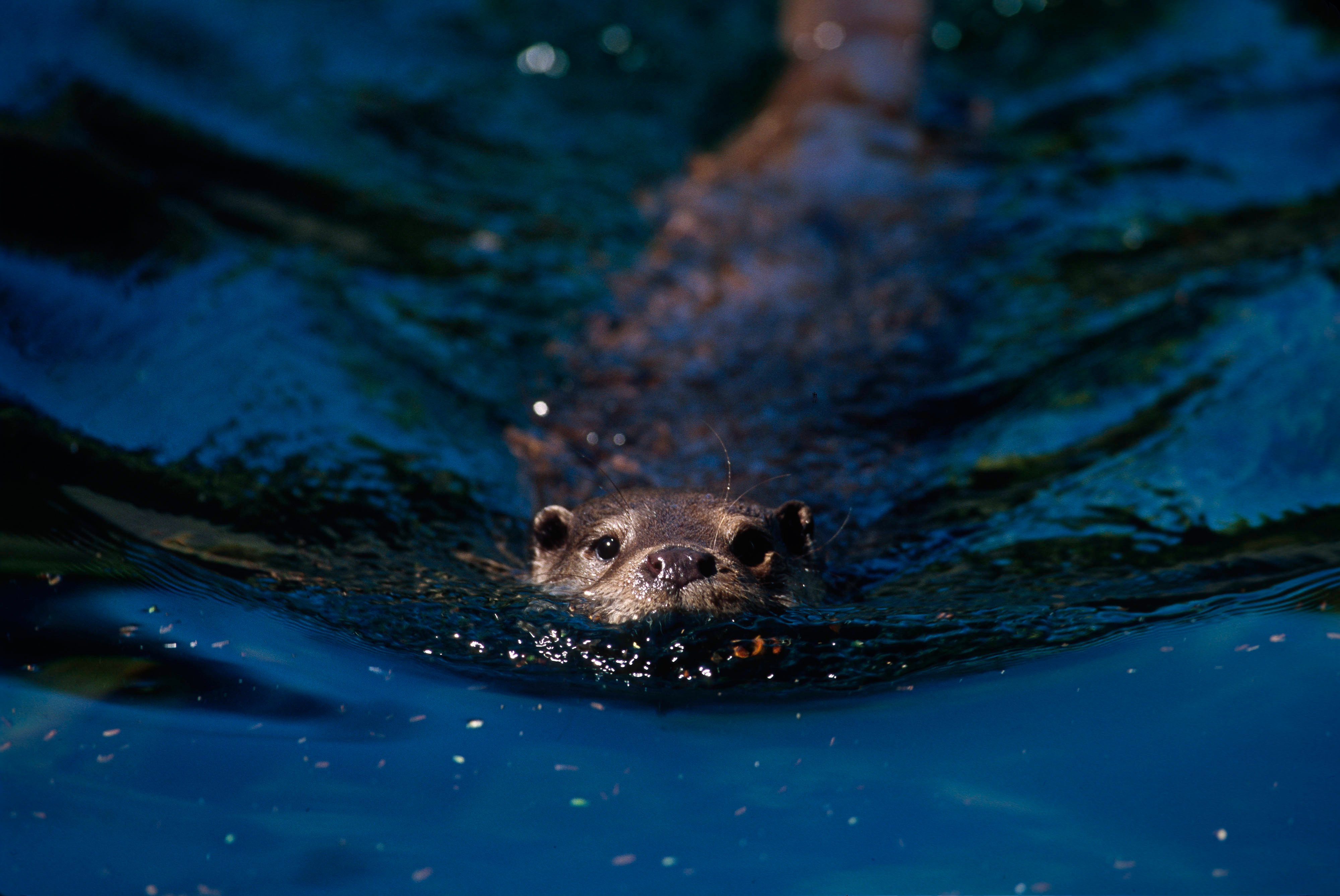 Otter zwemt in het water
