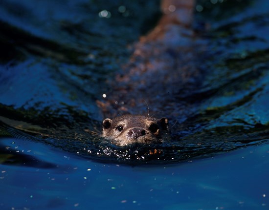 Otter zwemt in het water