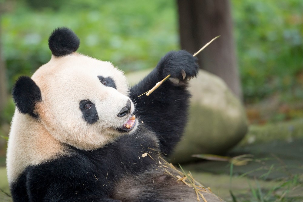Panda bedreigde | WWF Ontdek jij kan doen