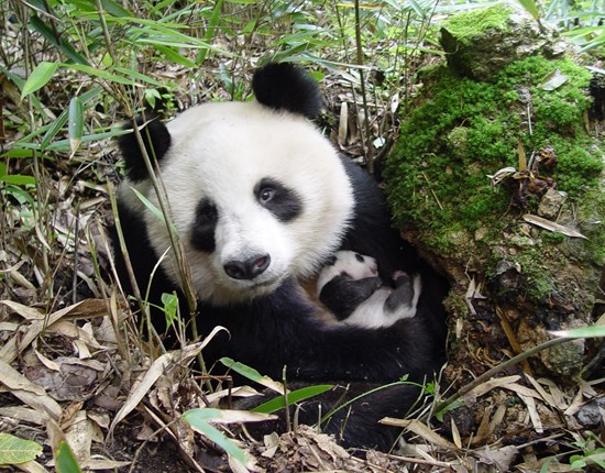 Reuzenpanda met een jonge welp