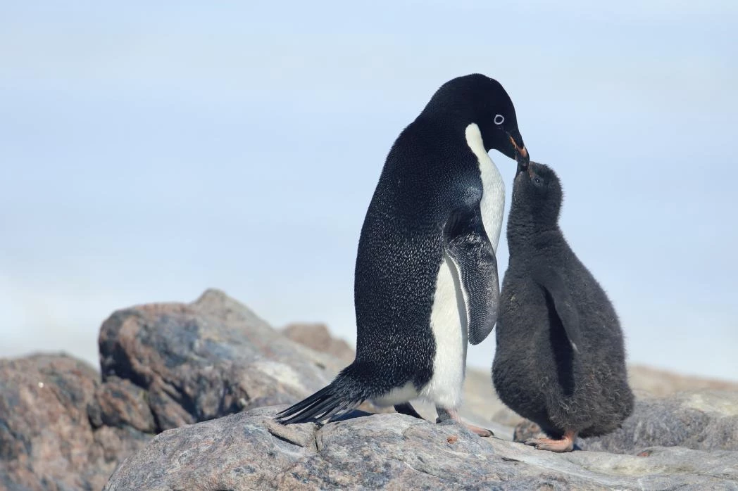 Pinguins op rots in Antartica