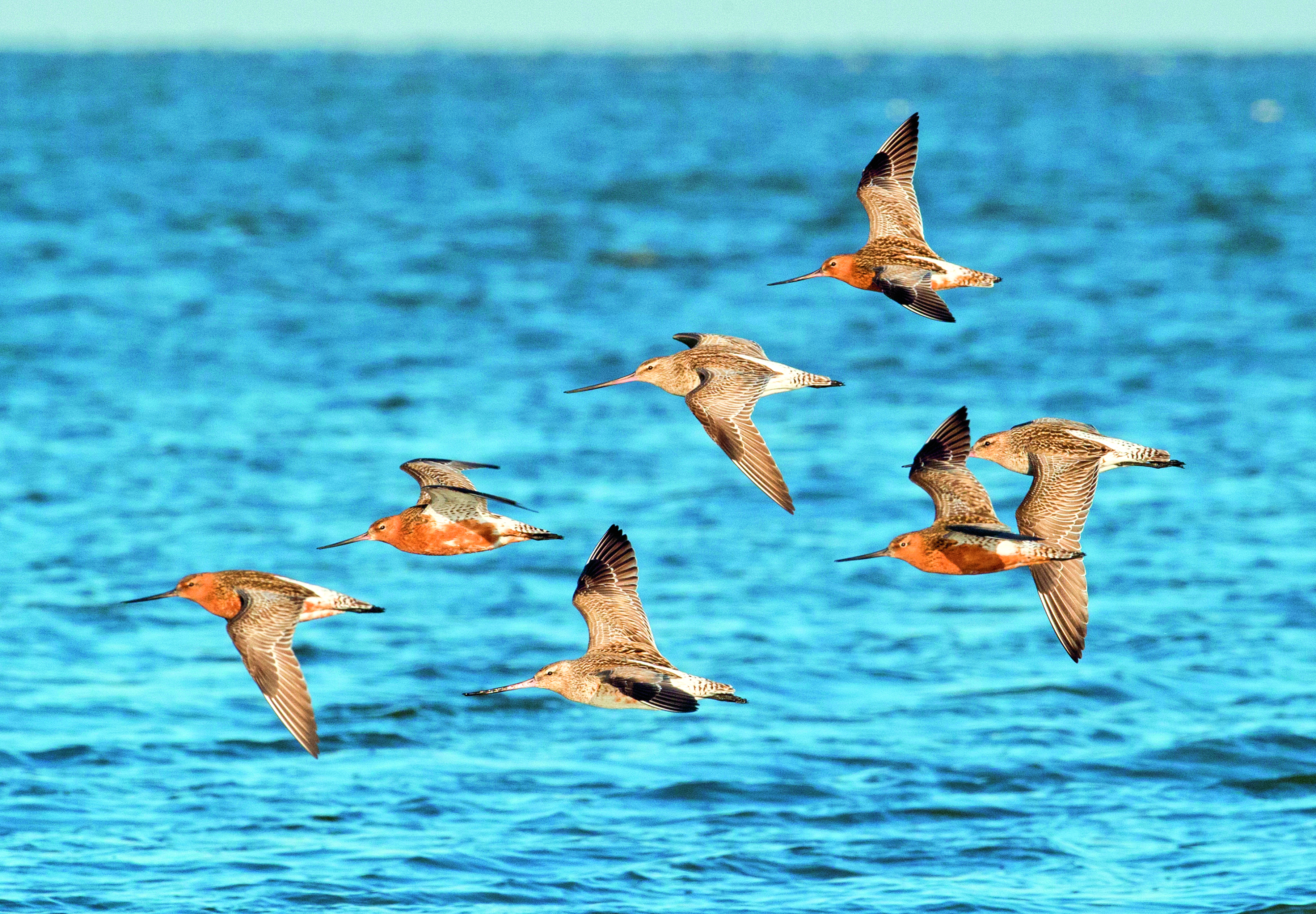 Rosse gruttos, vogels, vliegen op Ameland