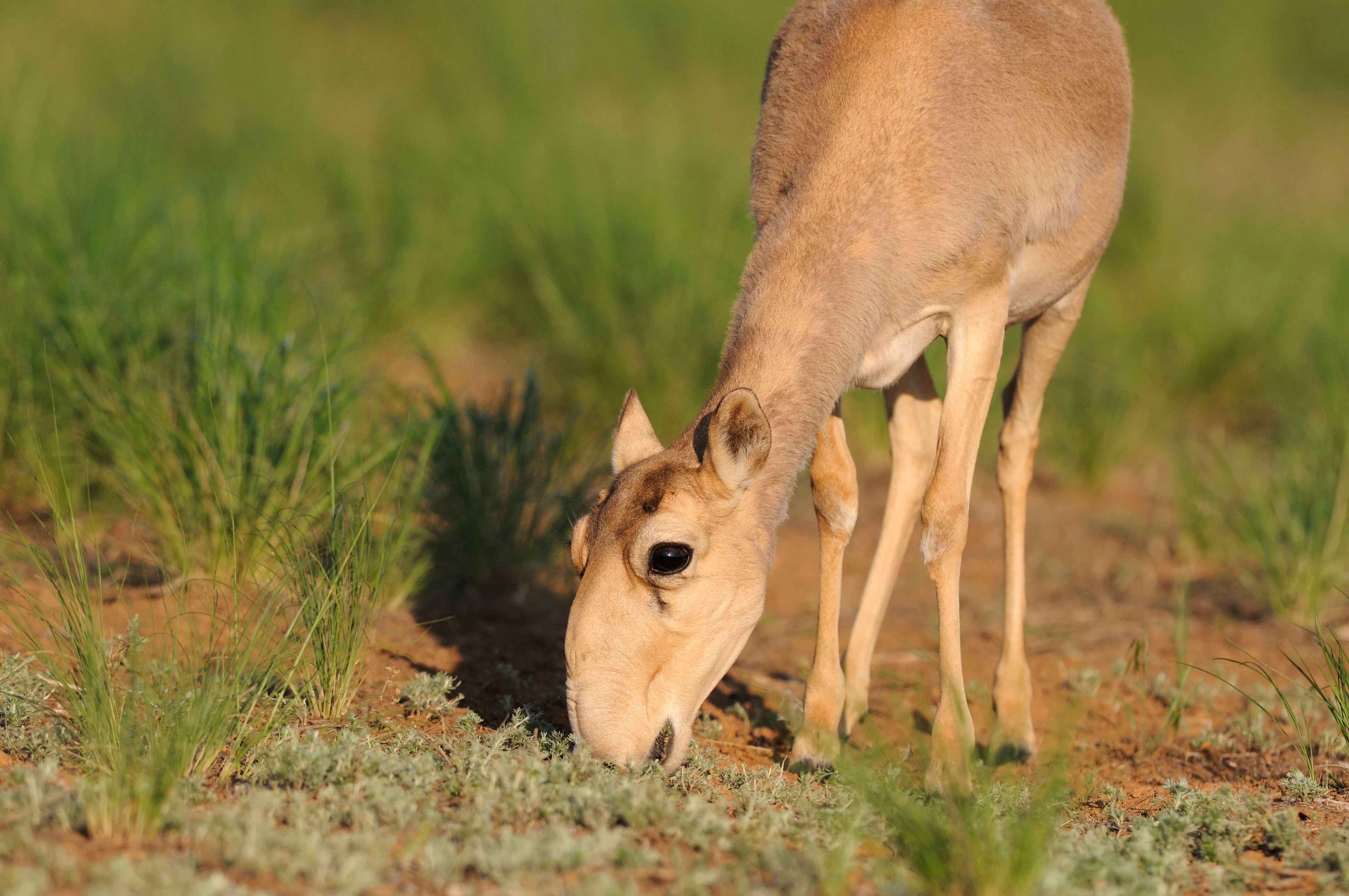 Saiga antilope WW1110730