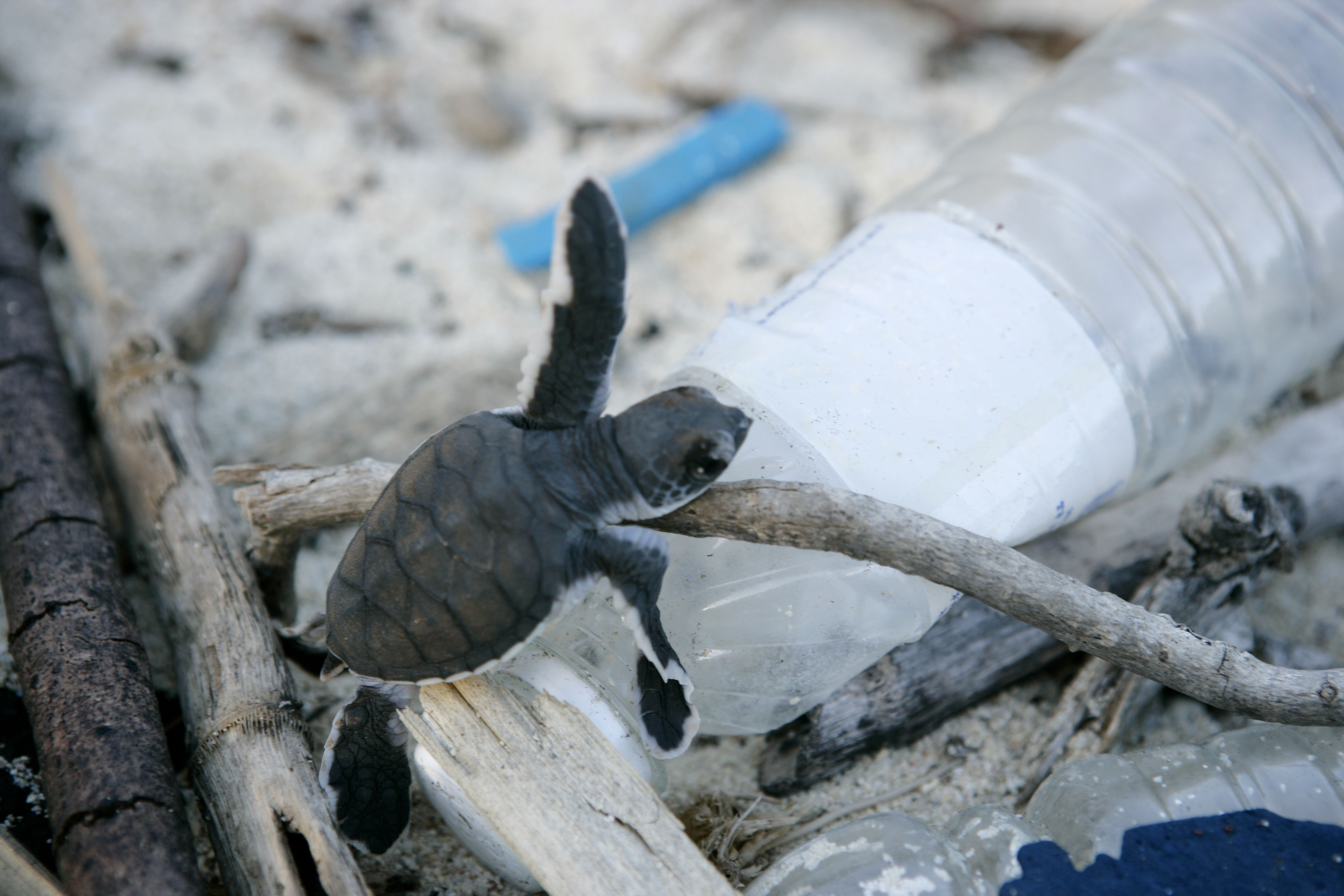 Babyschildpad klimt over het afval dat op het strand is uitgestrooid