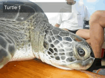 AI gebruiken om zeeschildpadden te herkennen