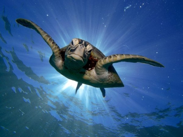 Verlammen Miniatuur Oneerlijk Zeeschildpad helpen | WWF | Lees meer over wat er aan de hand is