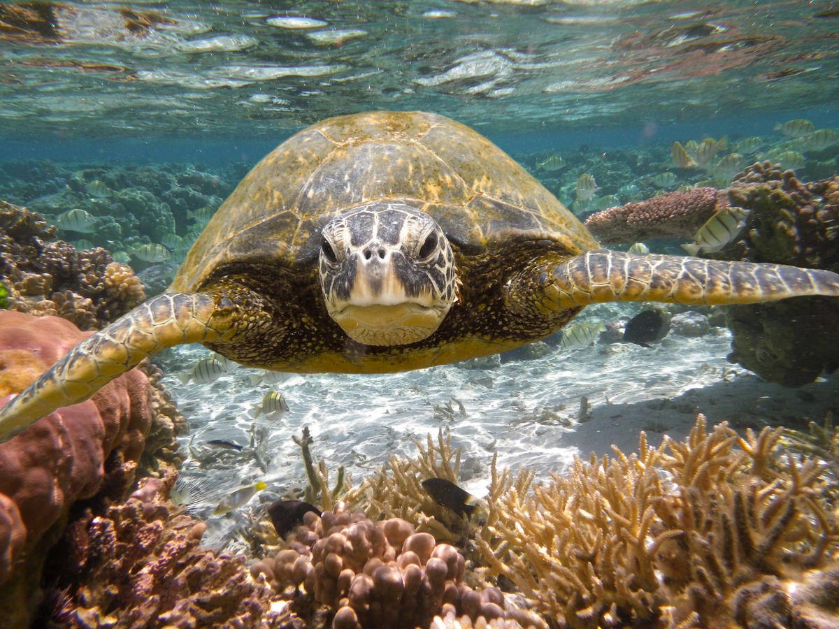 Groene zeeschildpad zwemt in de zee