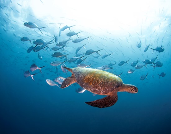 Schildpad zwemt tussen de vissen