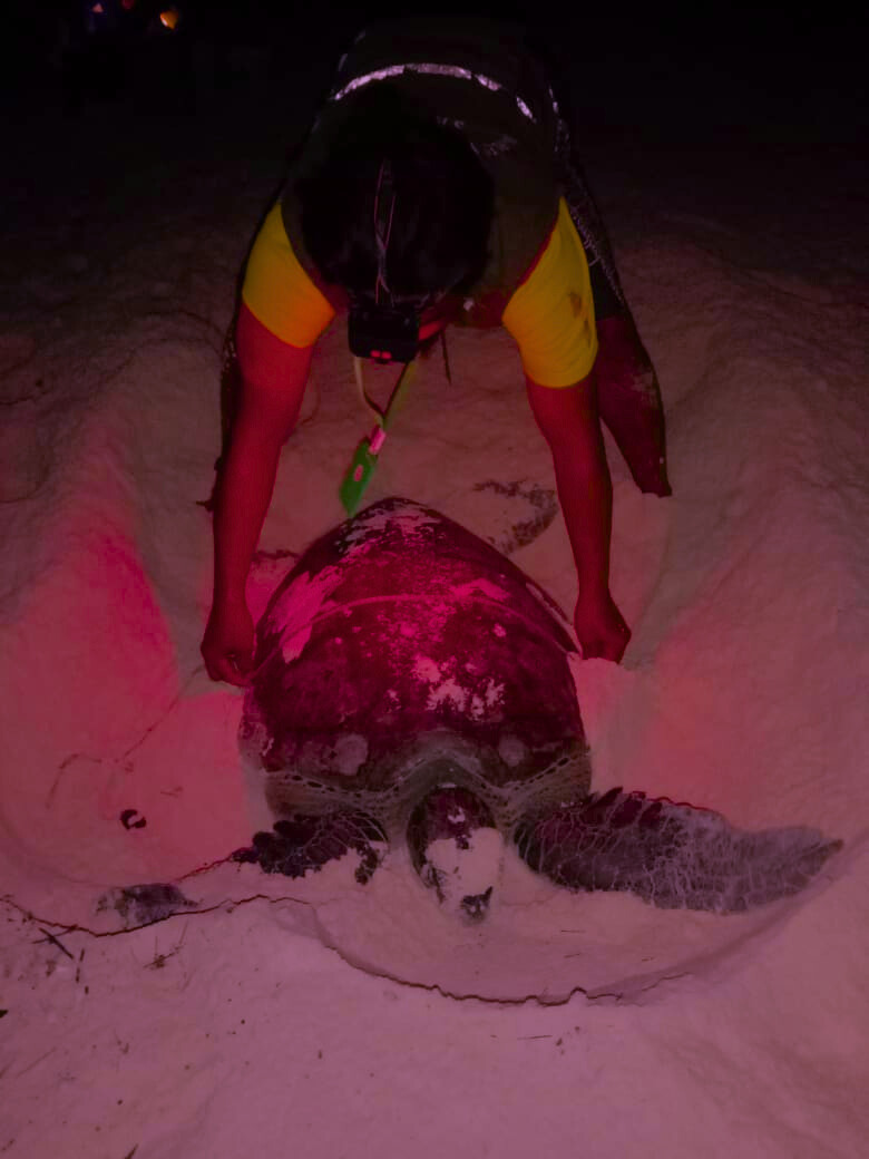 zeeschildpad op strand in het donker