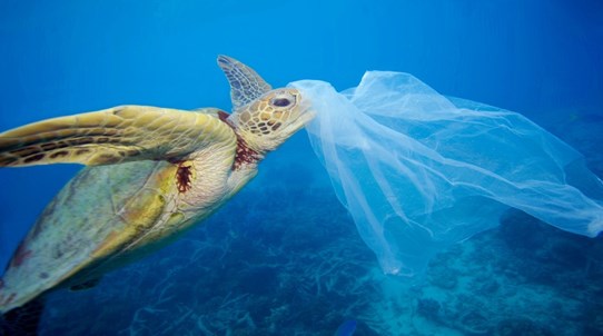 zeeschildpad in zee die een plastic zak in de bek heeft