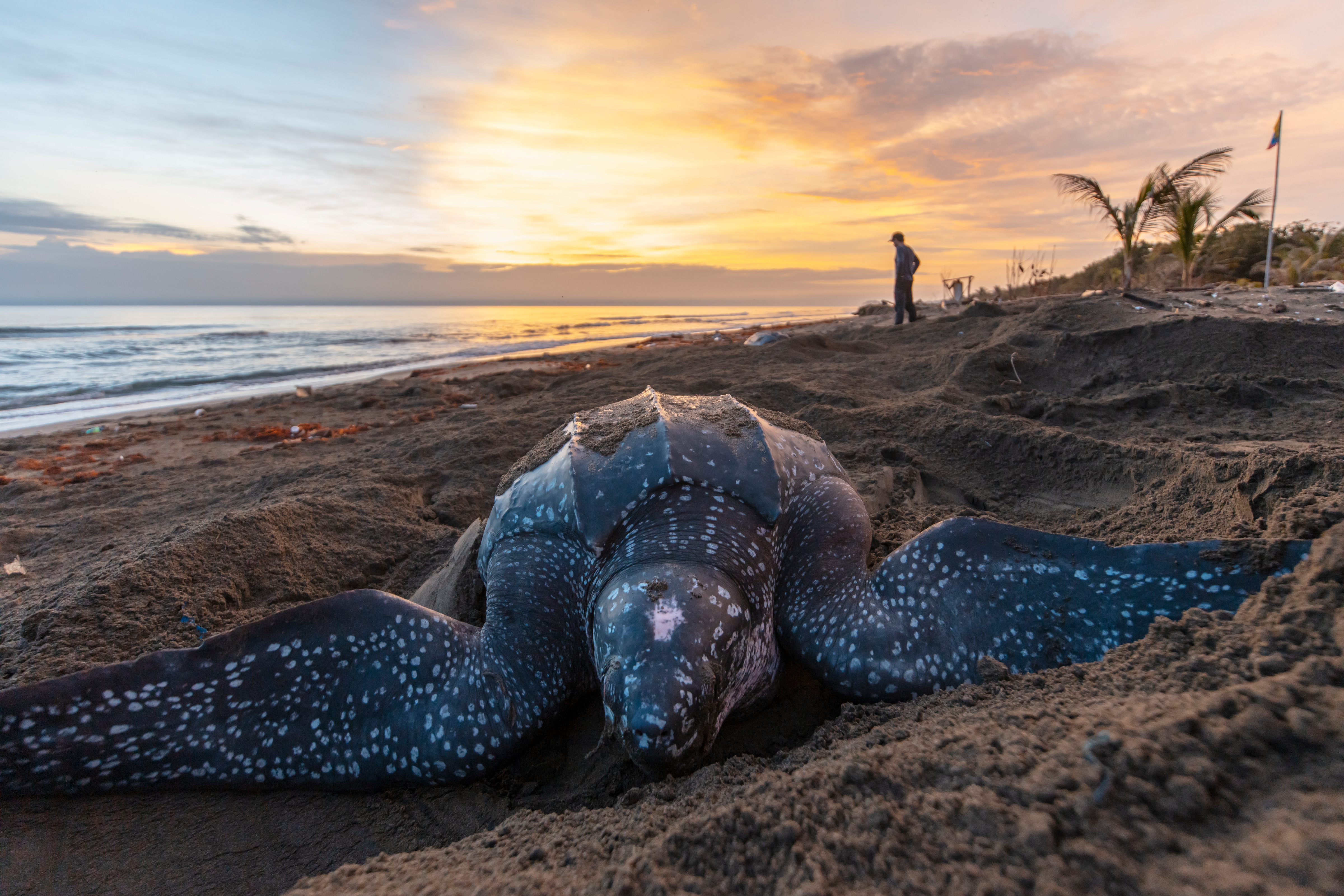 Zeeschildpad bij Playona, Chocó, Colombia