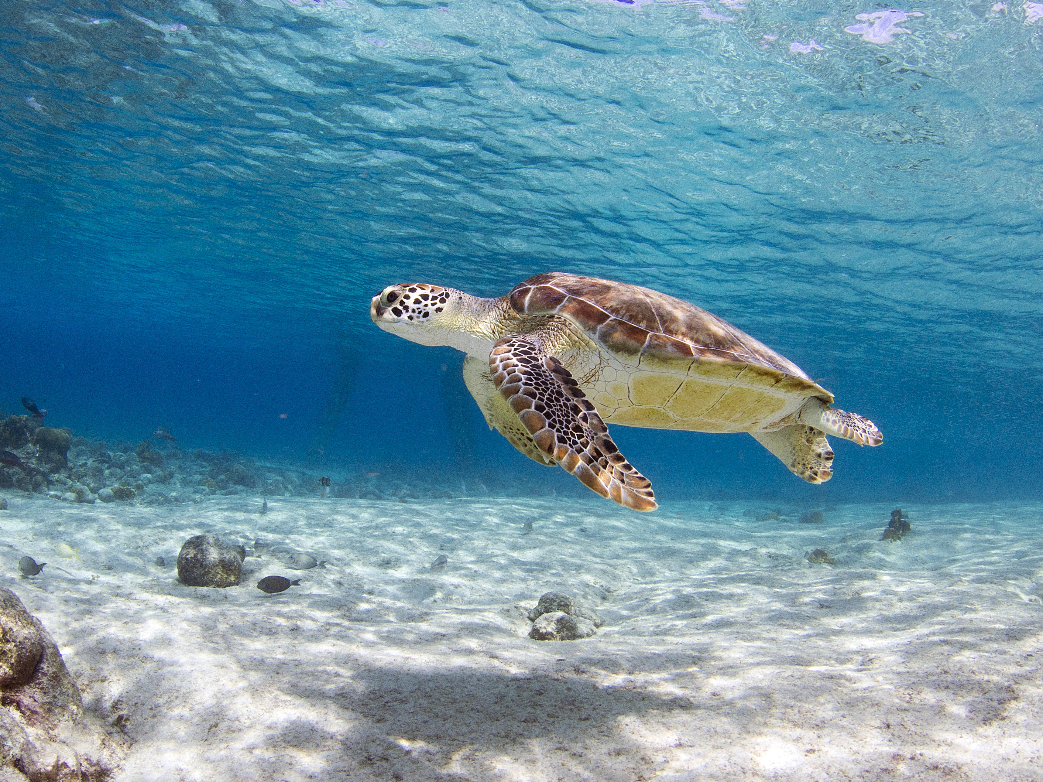 Zeeschildpad zwemt in ondiep water