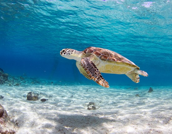 Zeeschildpad zwemt in ondiep water