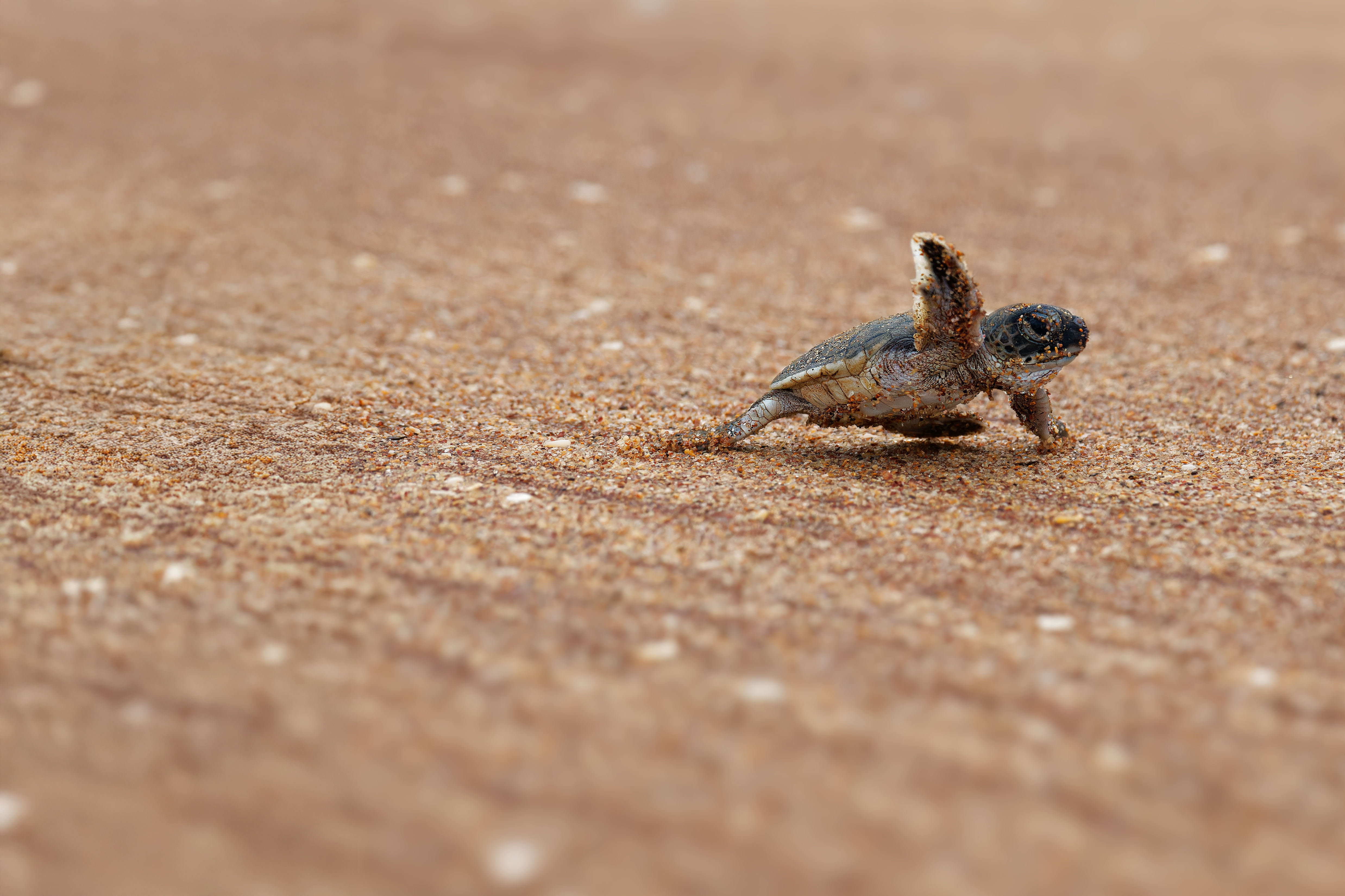 Baby zeeschildpad op het strand