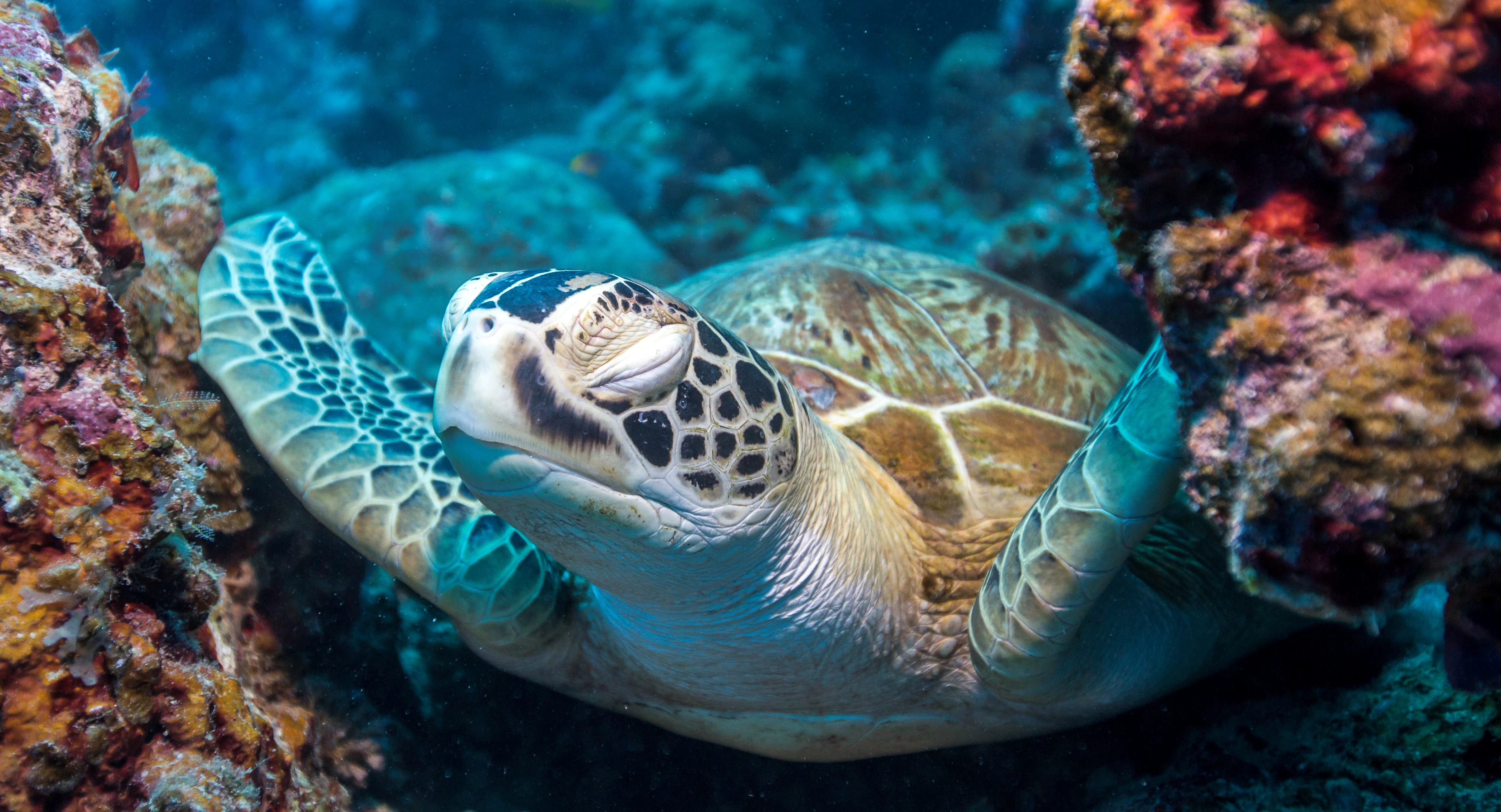 Zeeschildpad Australi&euml;
