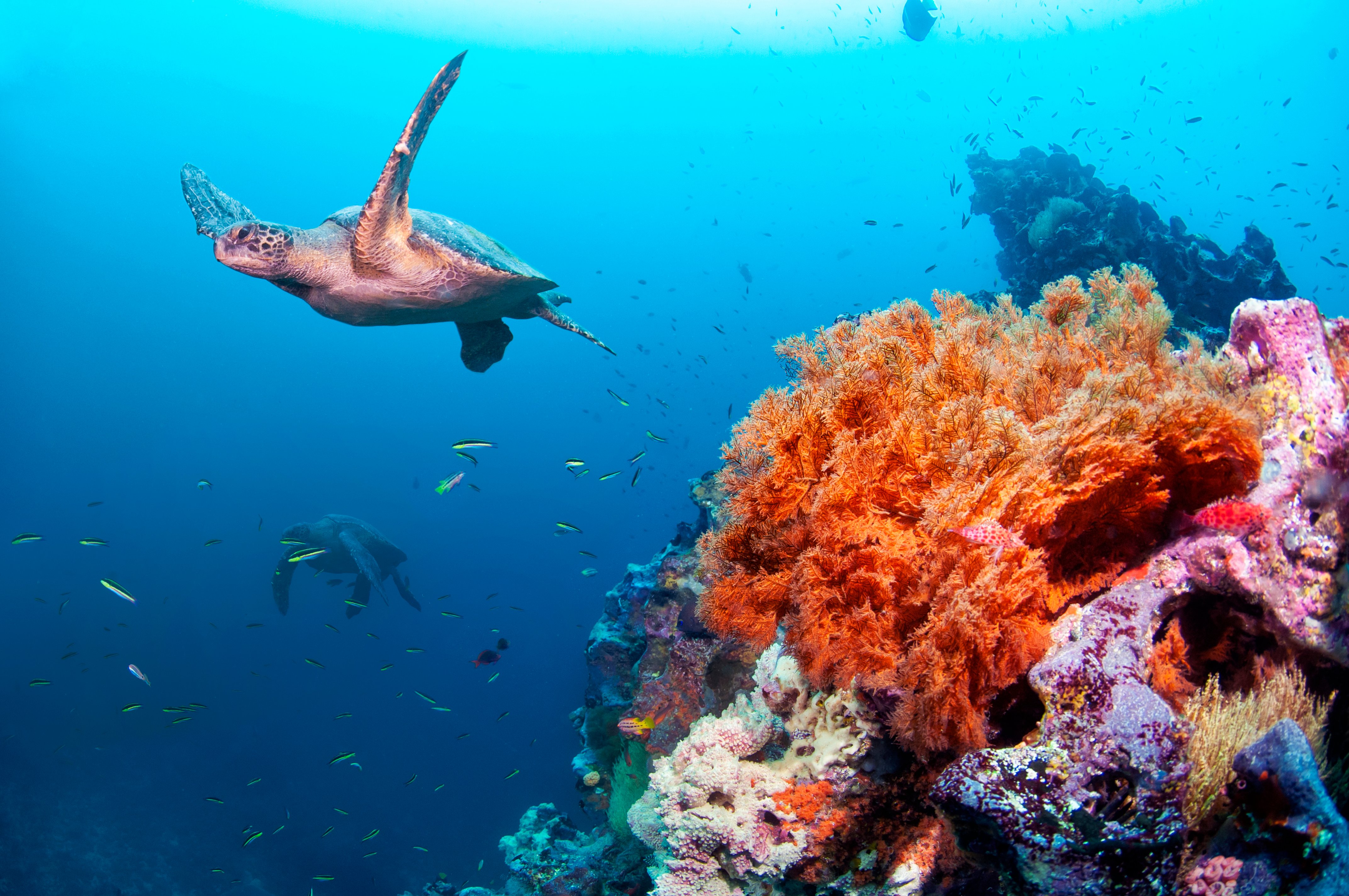 Zeeschildpad zwemt tussen visjes boven het koraal