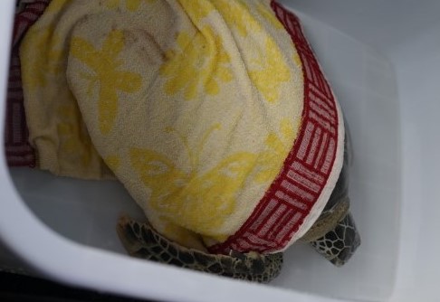 zeeschildpad in handdoek