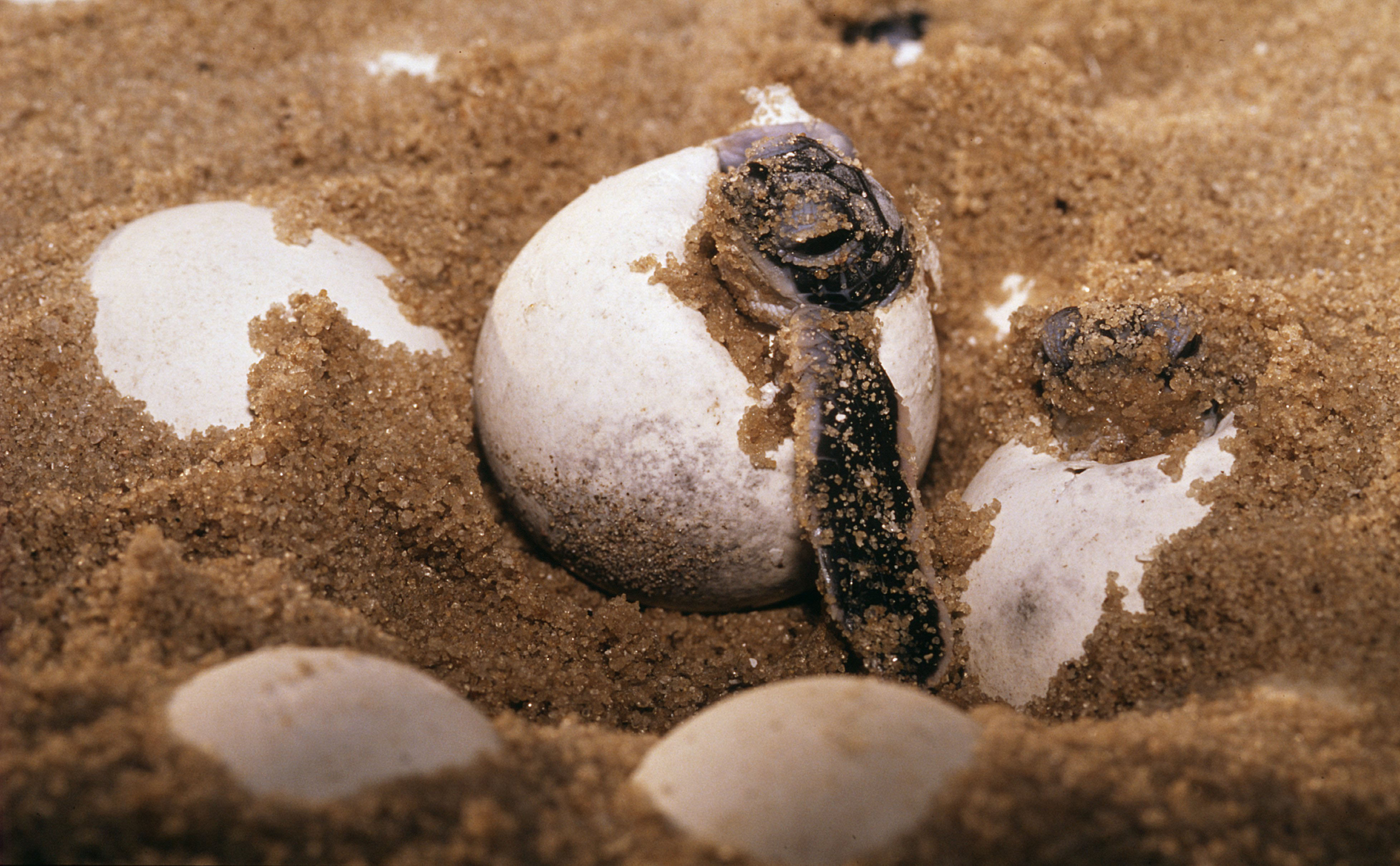 Zeeschildpad uit ei in Frans-Guinea WW210870