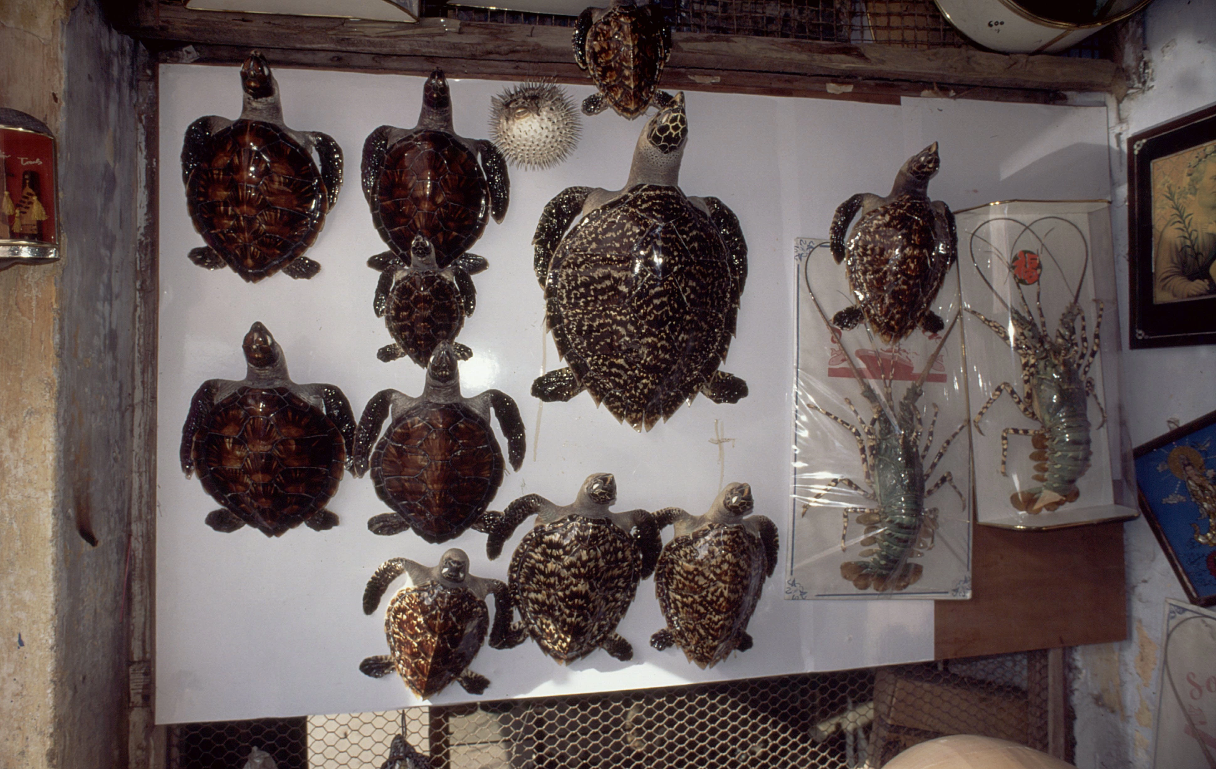 Zeeschildpadden als decoratie WW190115
