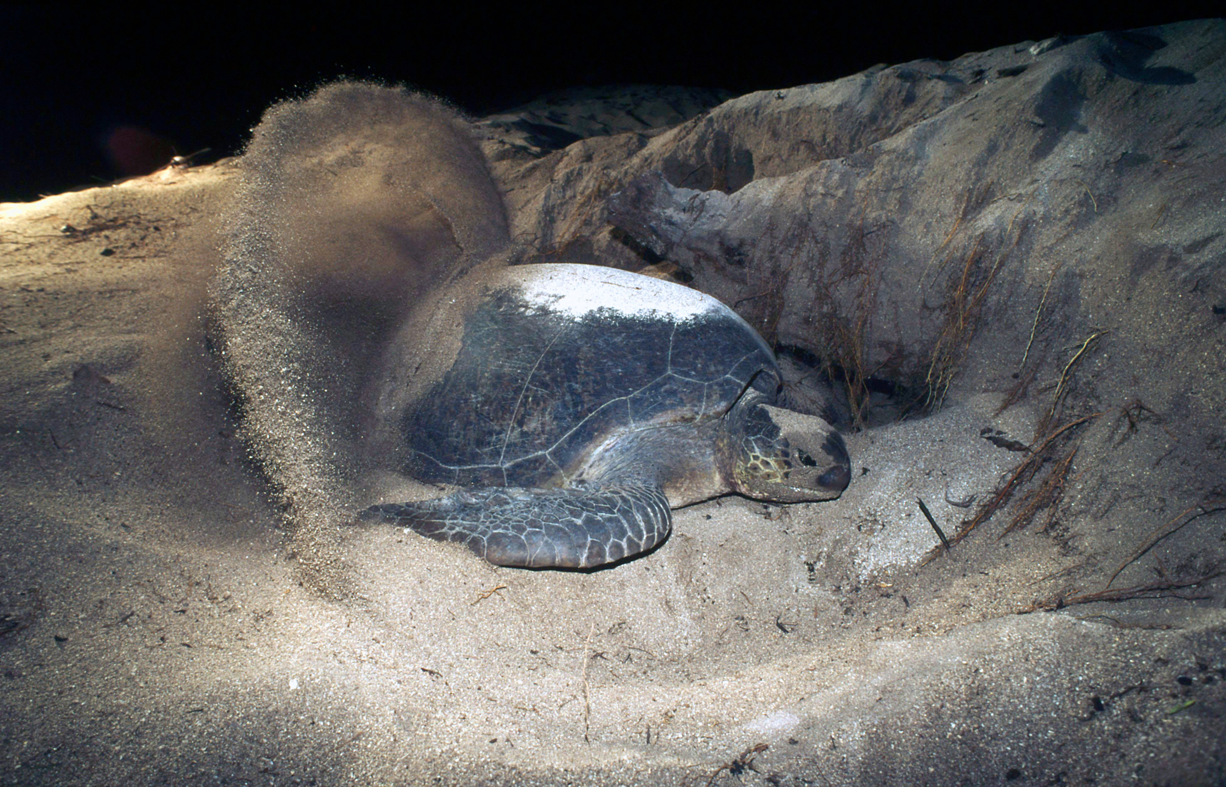 zeeschilpad graaft 's nachts in zand op strand