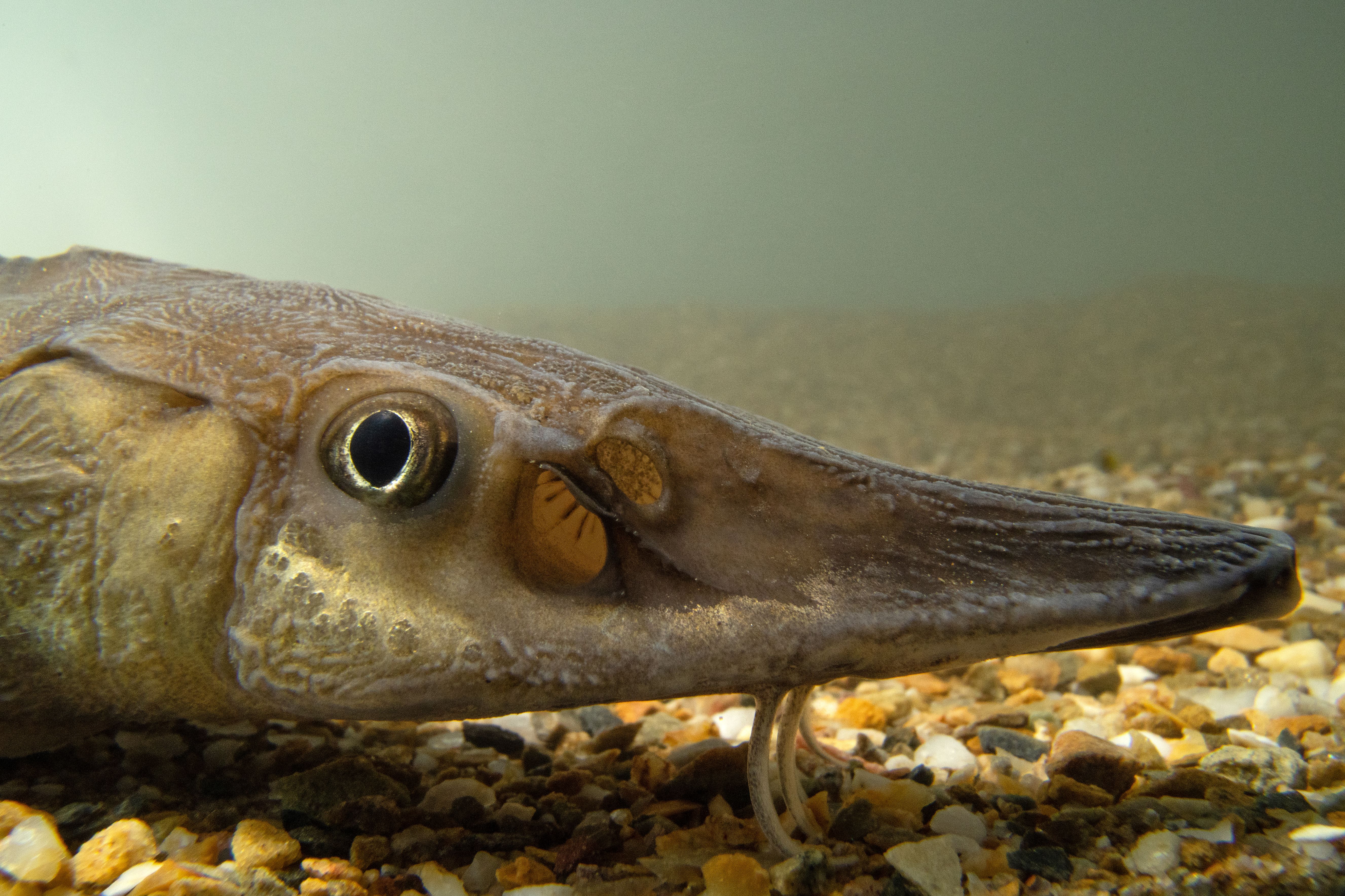 Steur van dichtbij, vis